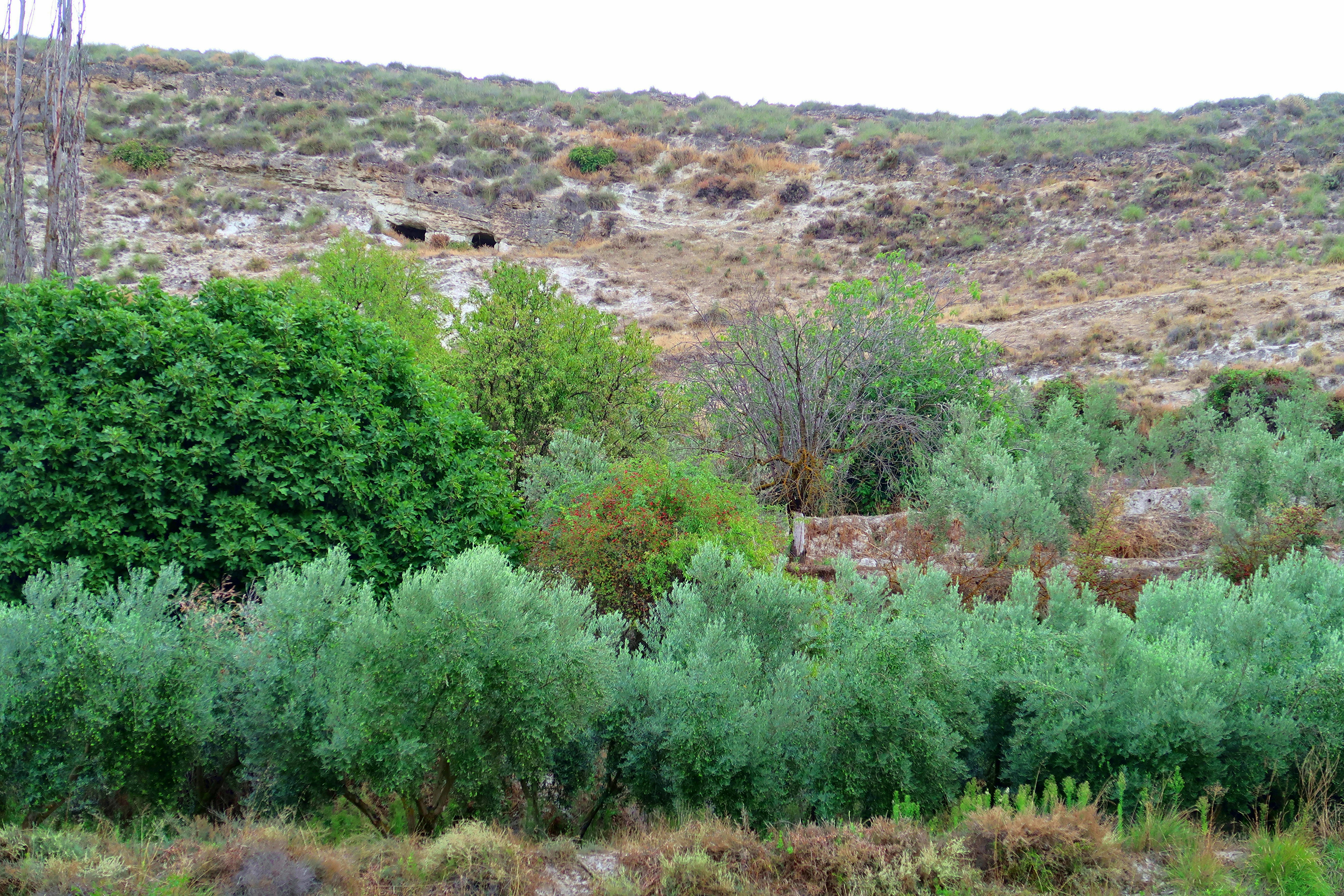 Natural habitat for protected wildlife species