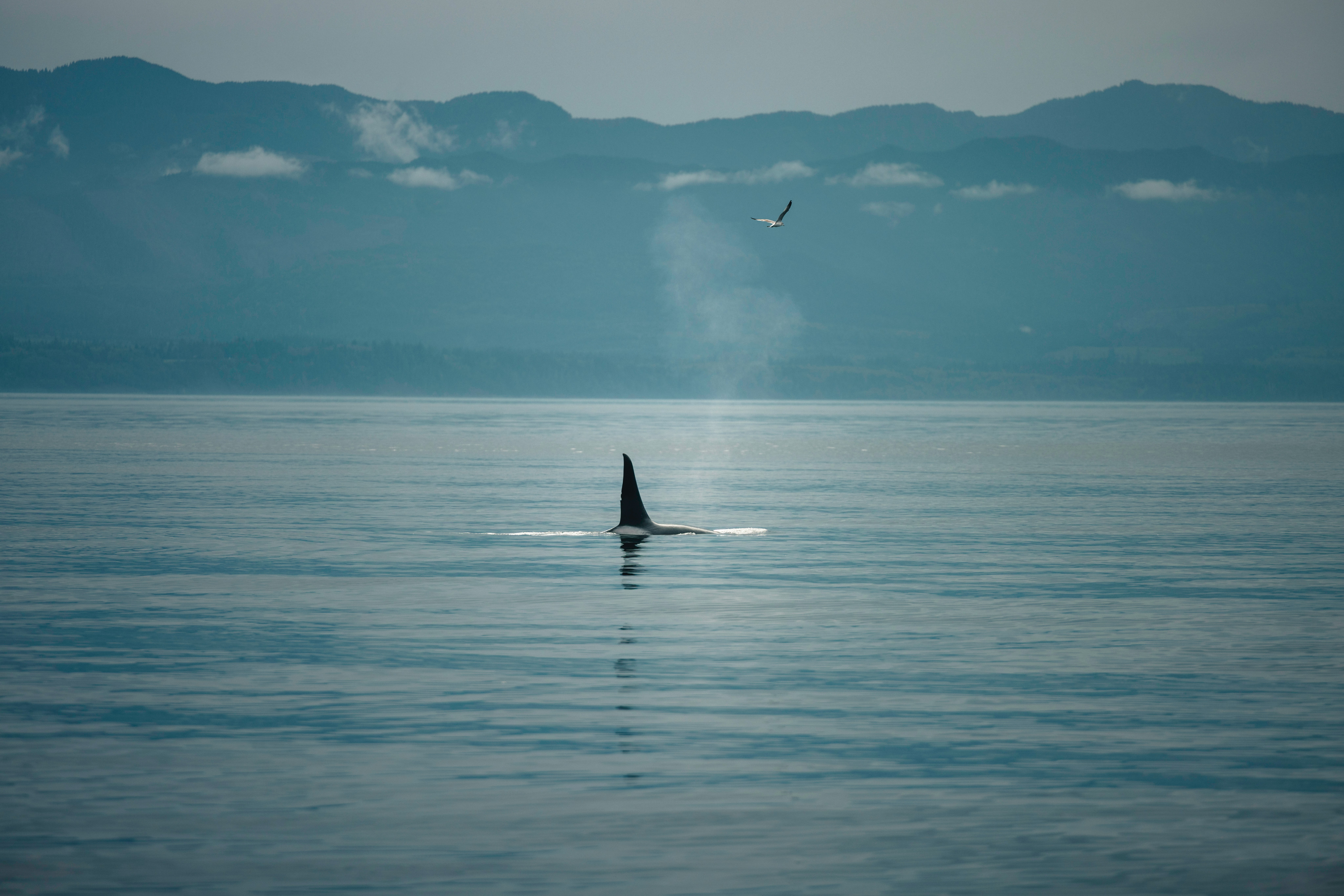 She Remembers Where the Salmon Were: The Elder Orcas Holding Their Pods Together