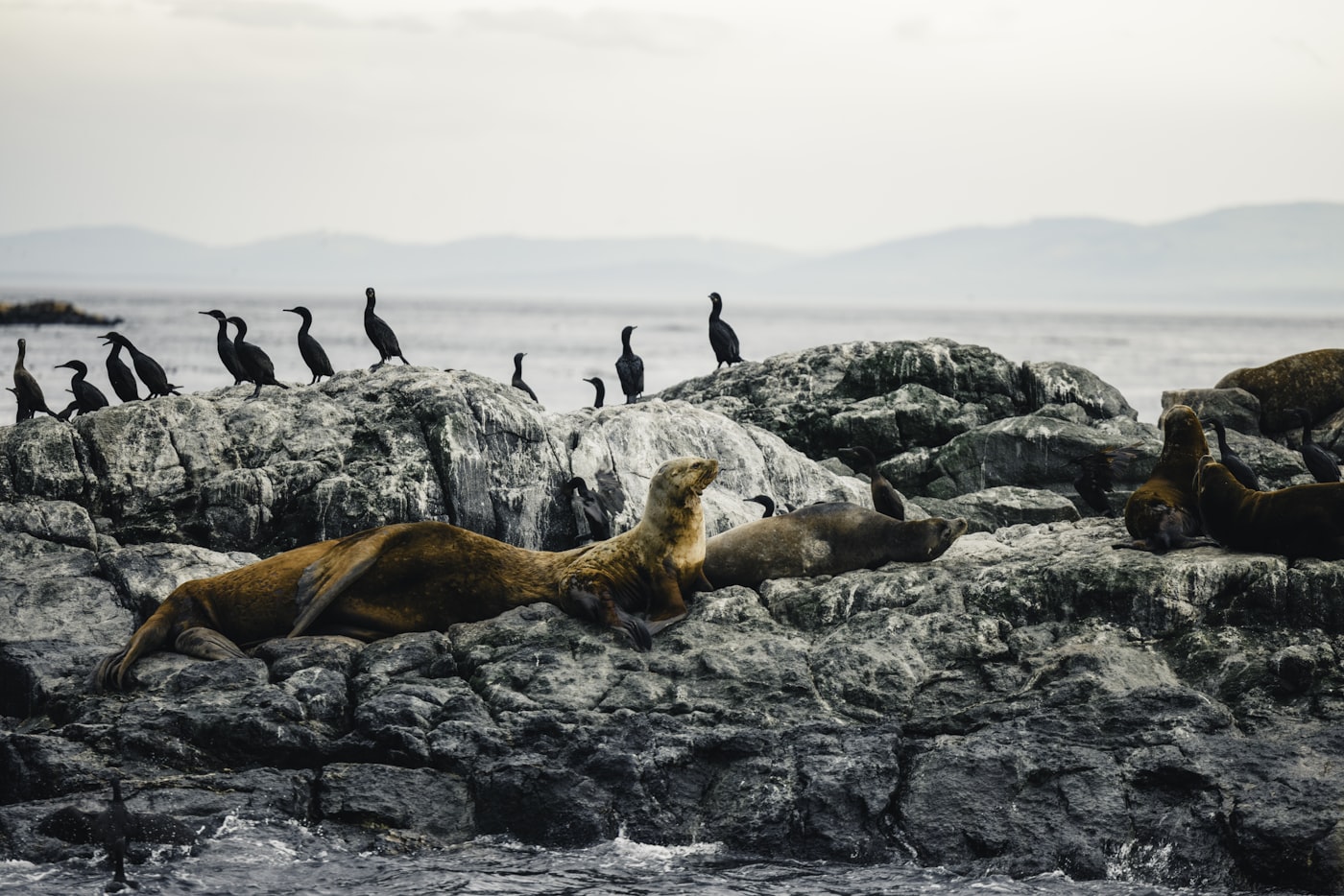 Lobos marinos en las Islas Ballestas