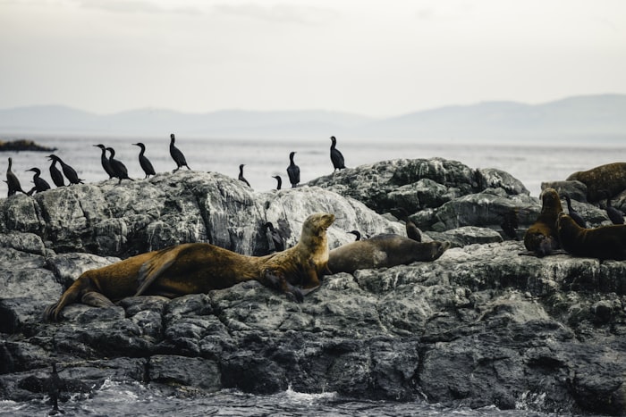 Lobos marinos en las Islas Ballestas de Paracas