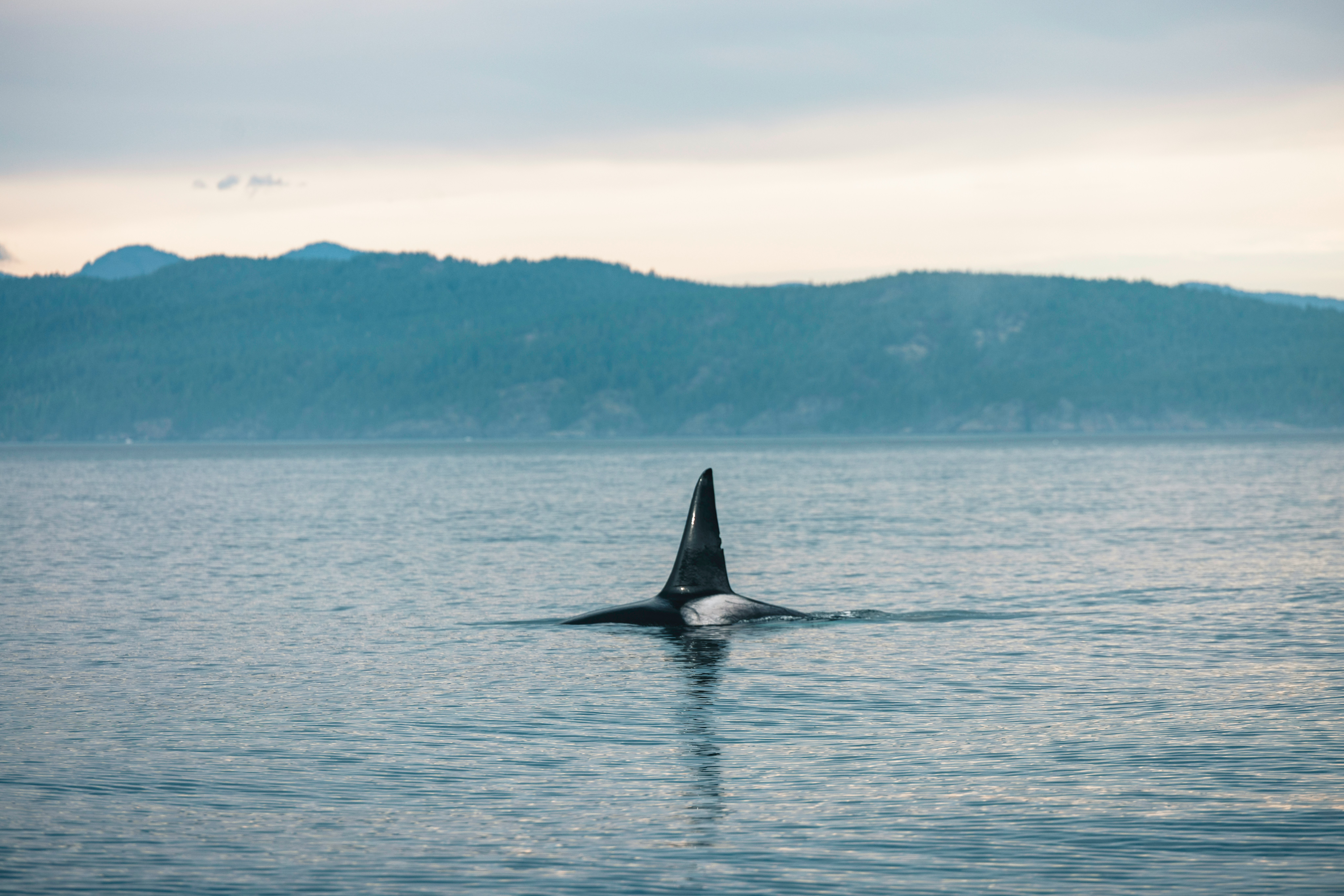 Neighbors on the Water: How Everyday People Became the Last Line of Defense for the Salish Sea's Rarest Orcas