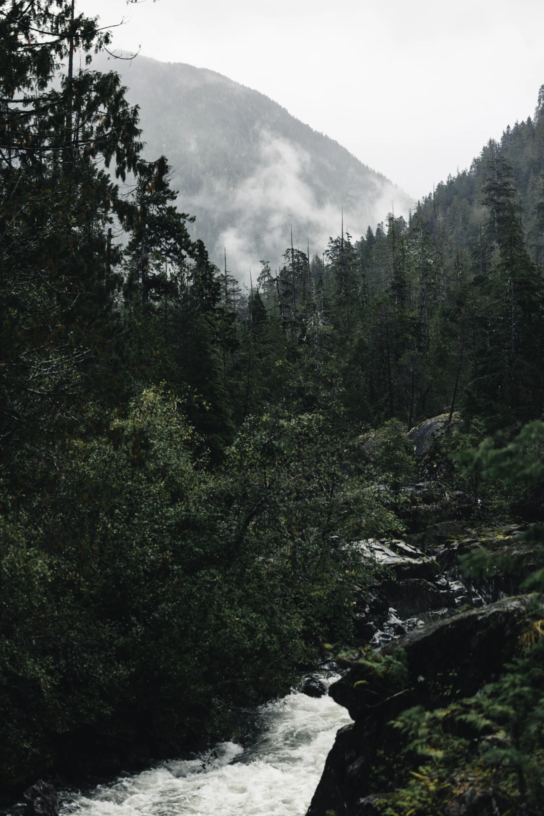 Misty forested hills in Uganda