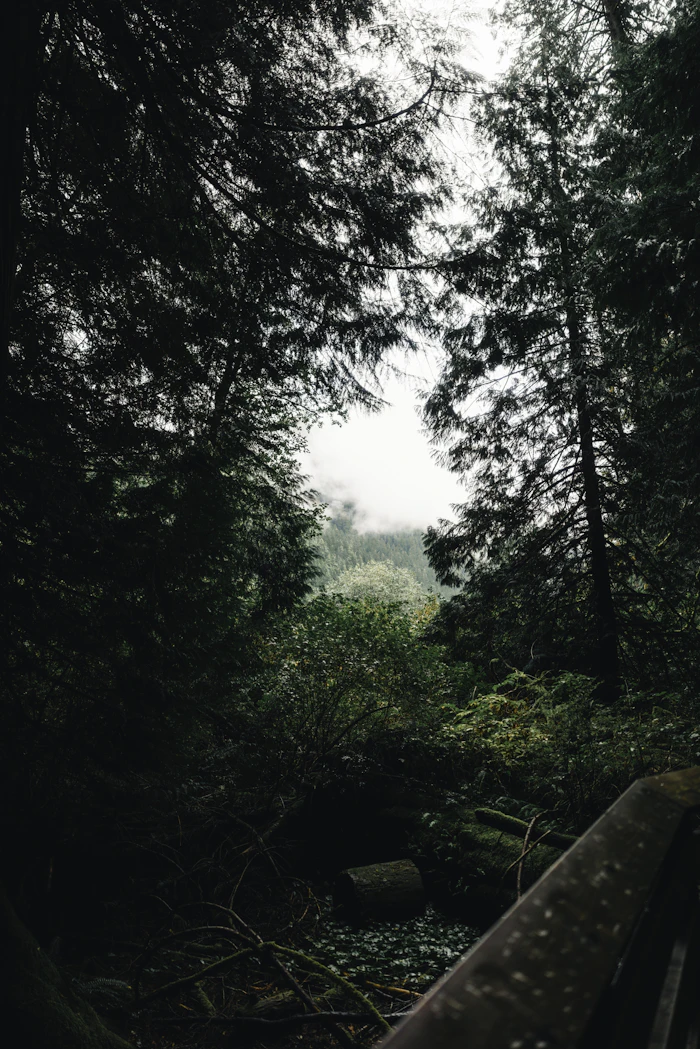 cabin photo