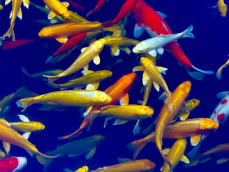 A school of colorful koi fish swimming in blue water