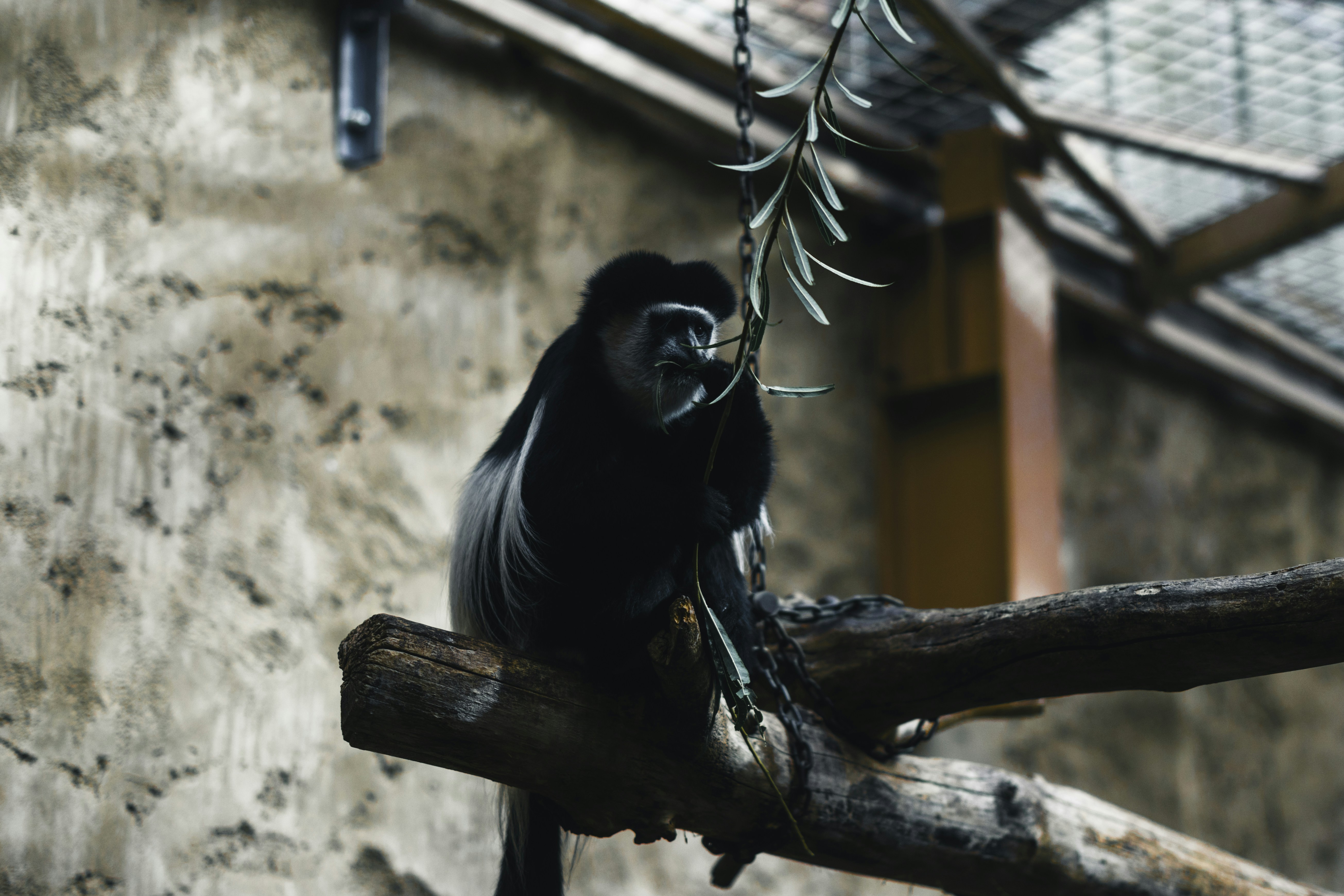 A black and white monkey sits on a tree branch.