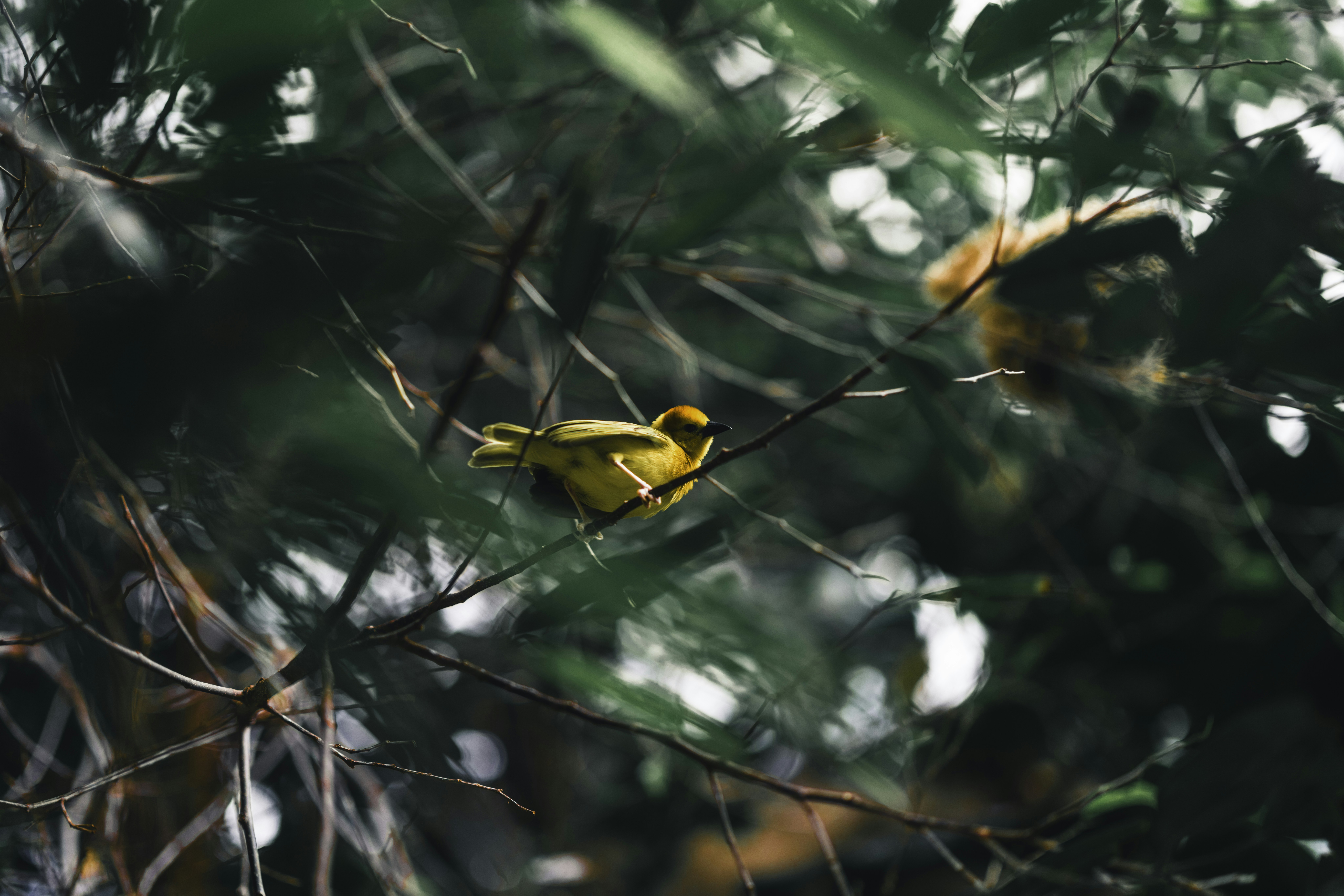 Yellow bird perched on a tree branch among leaves.