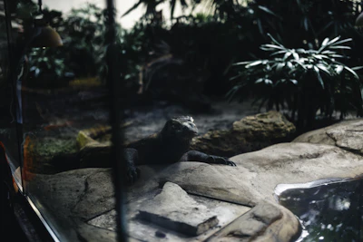 A lizard rests on rocks near water in a terrarium.