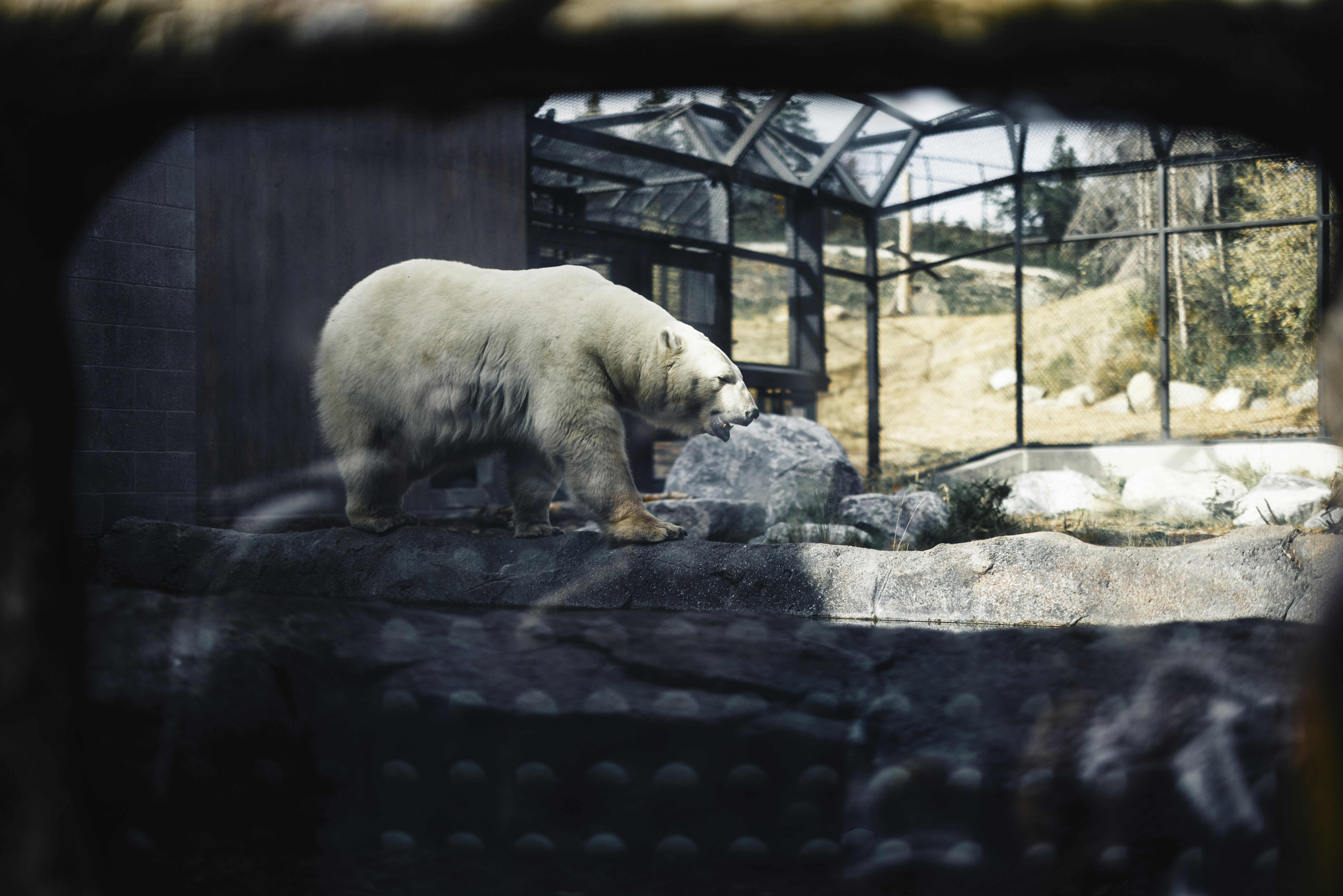 A polar bear walks in a rocky enclosure.