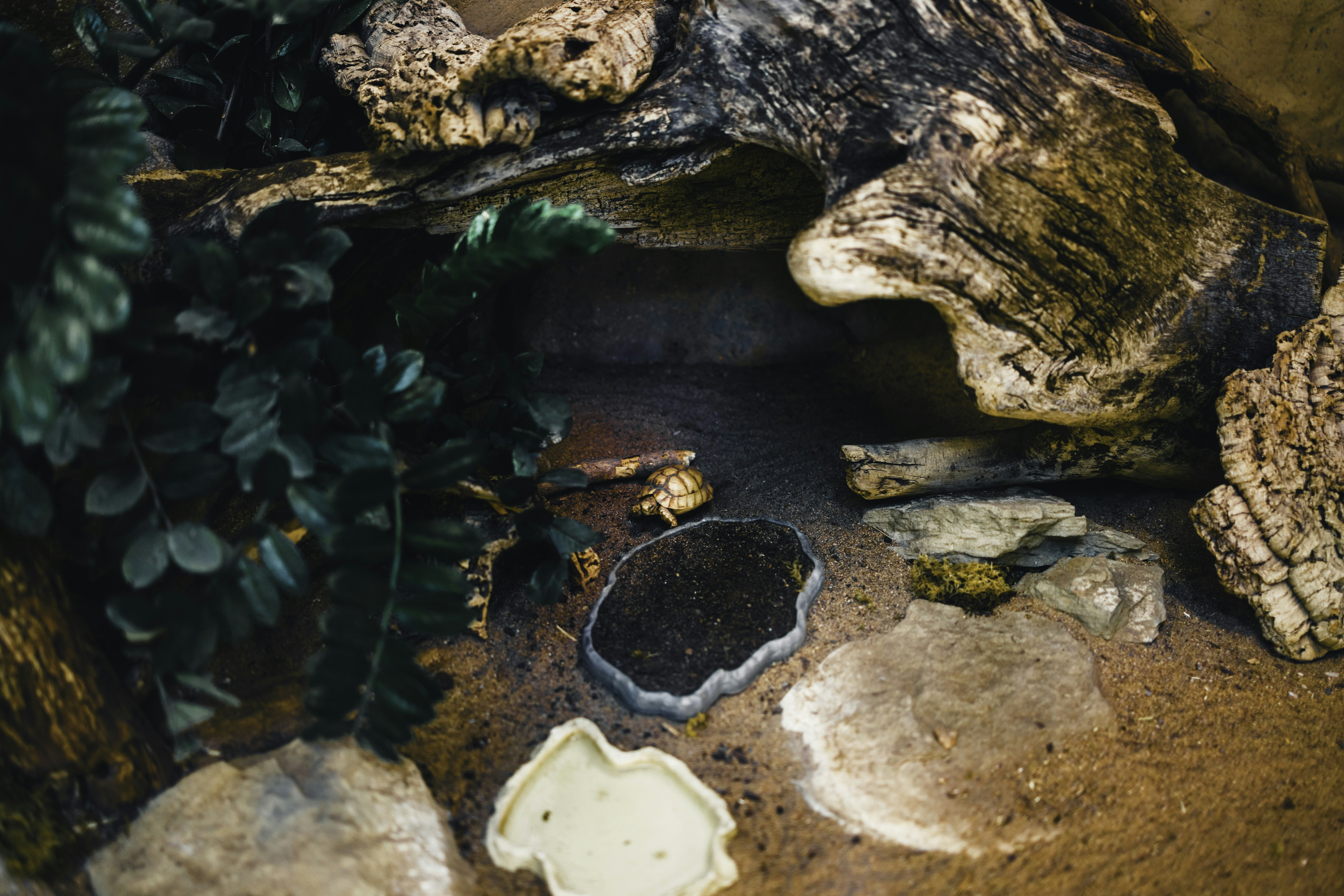 Small frog hides among rocks and plants.
