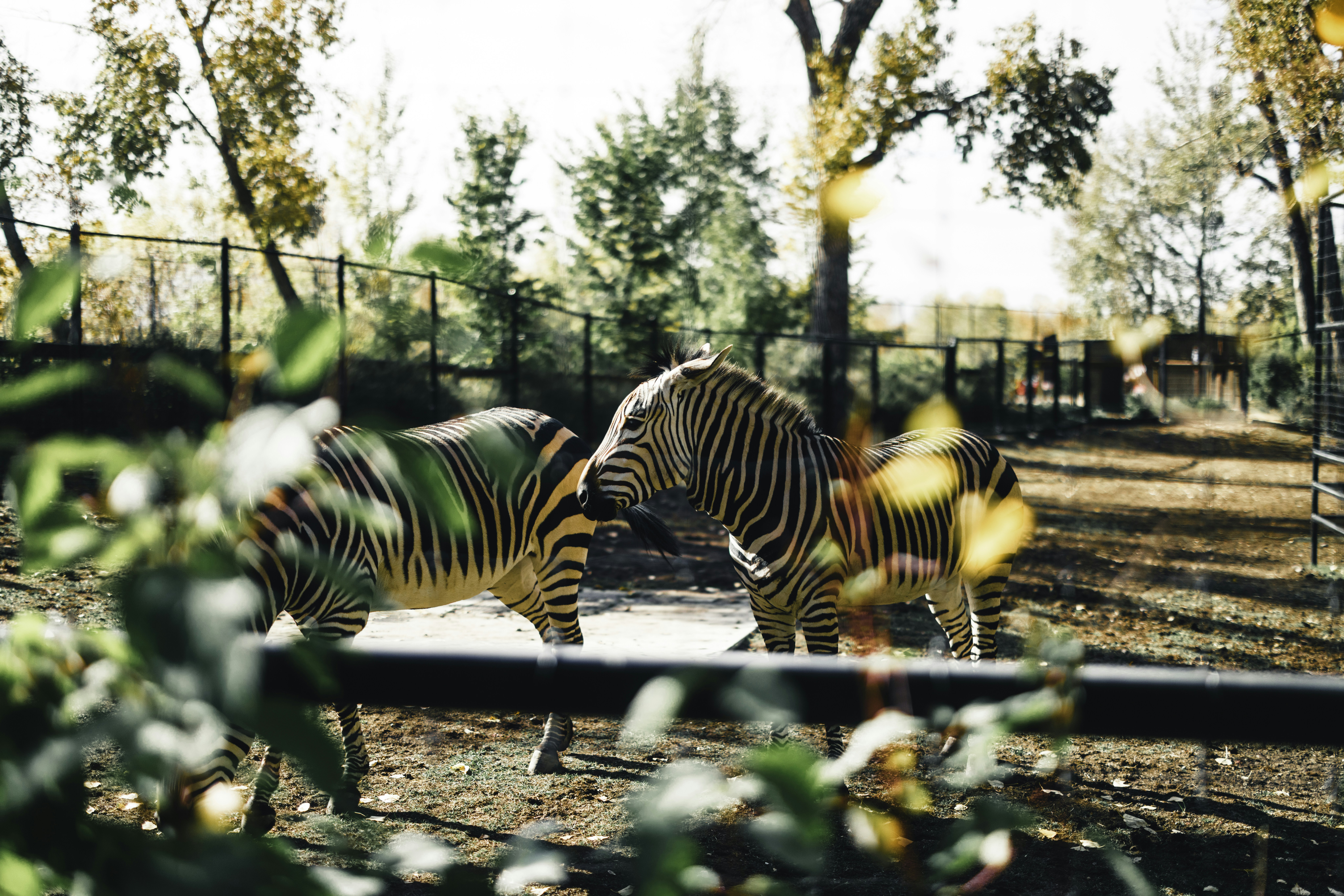 It's always so fun to visit the Calgary Zoo