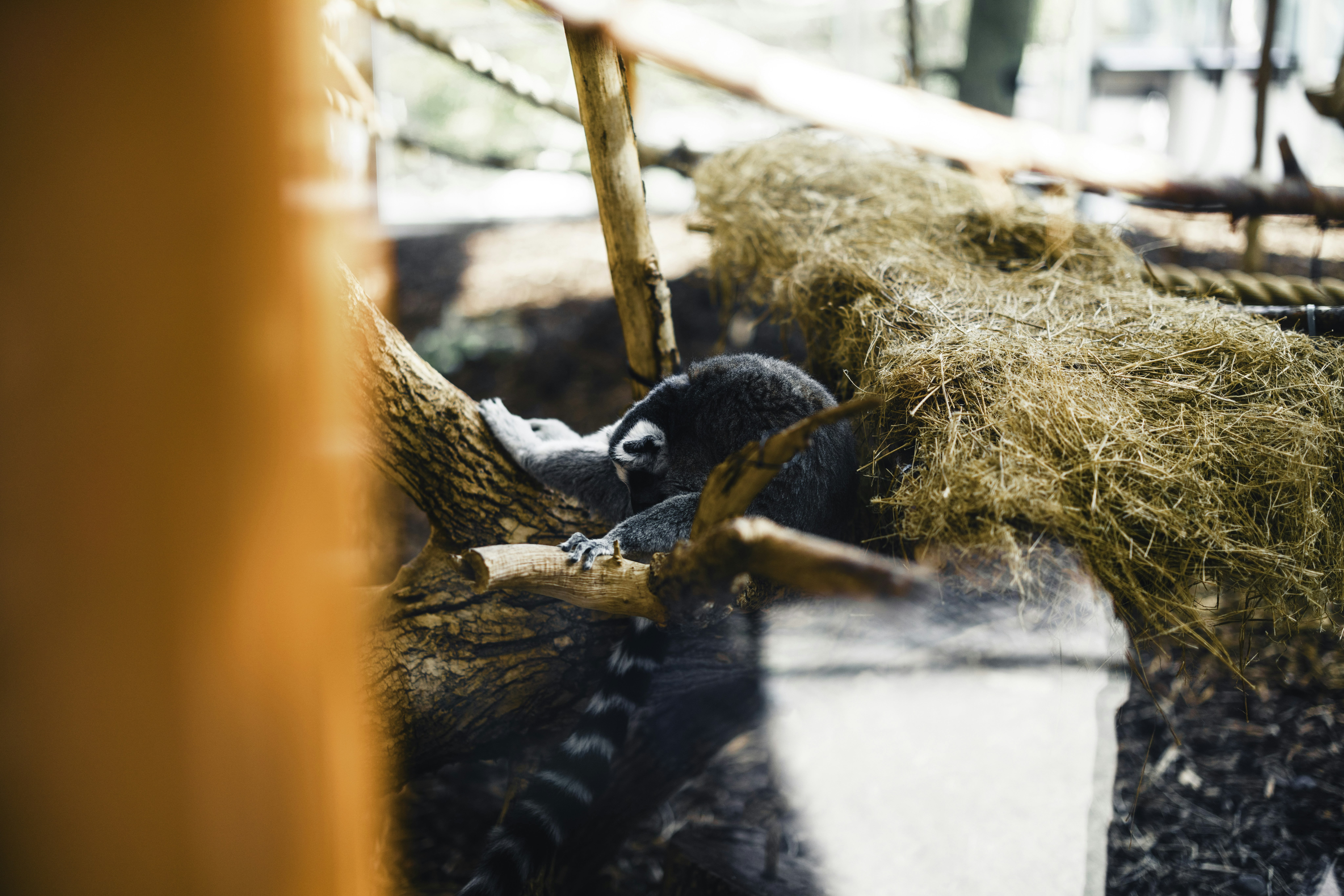 A coati rests on a tree branch surrounded by hay.