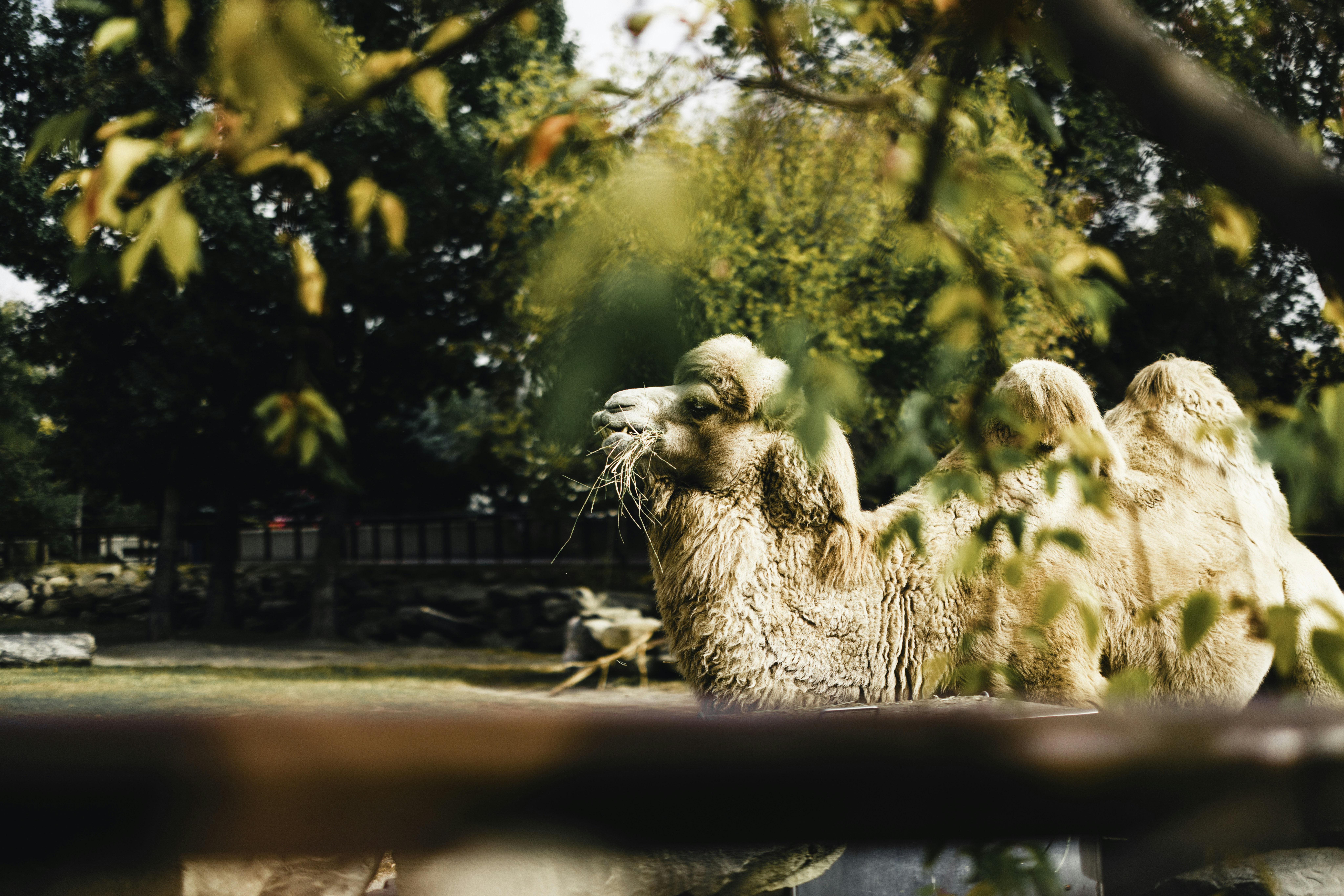 A camel stands in a grassy enclosure with trees.