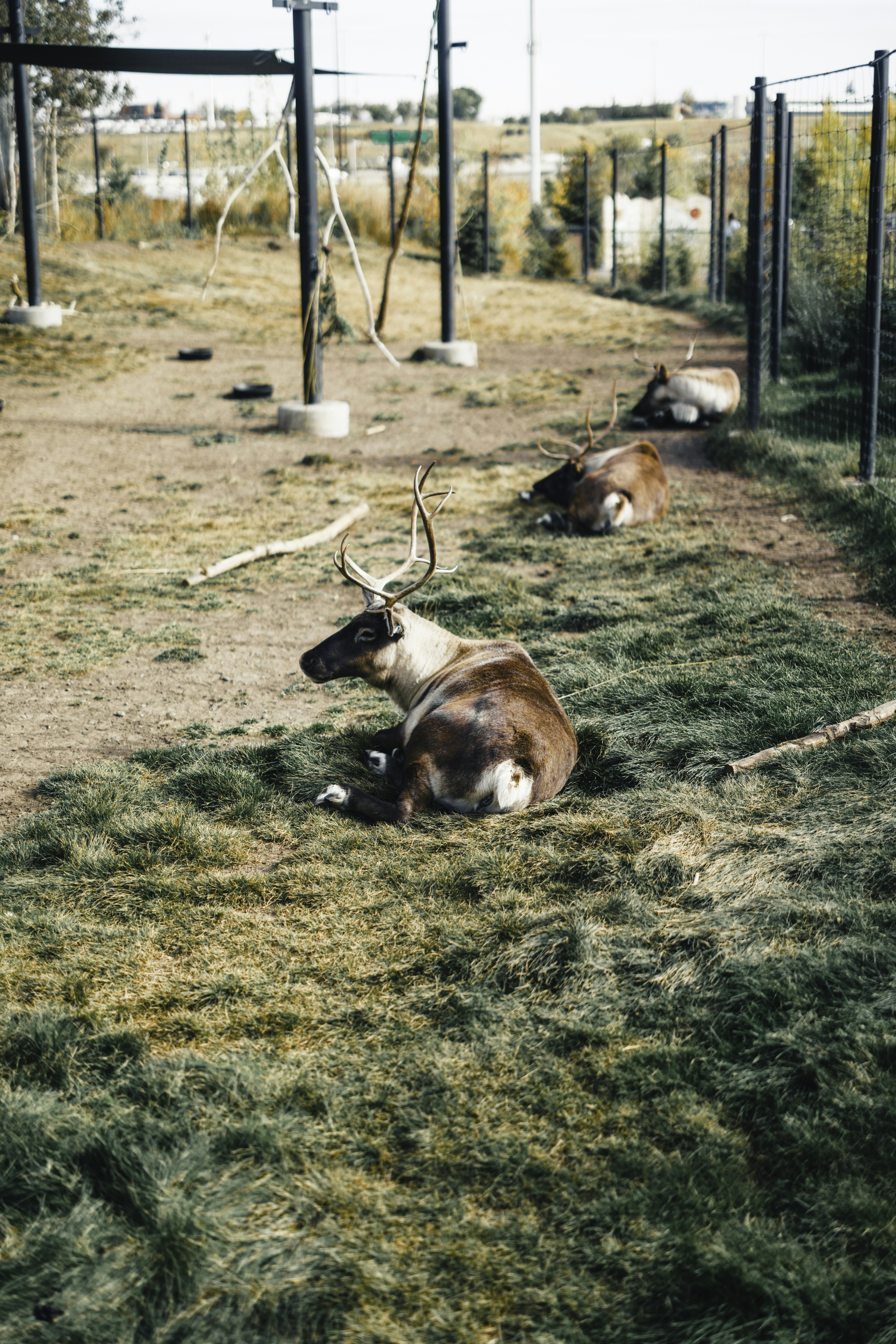 Renne che riposano in un recinto erboso