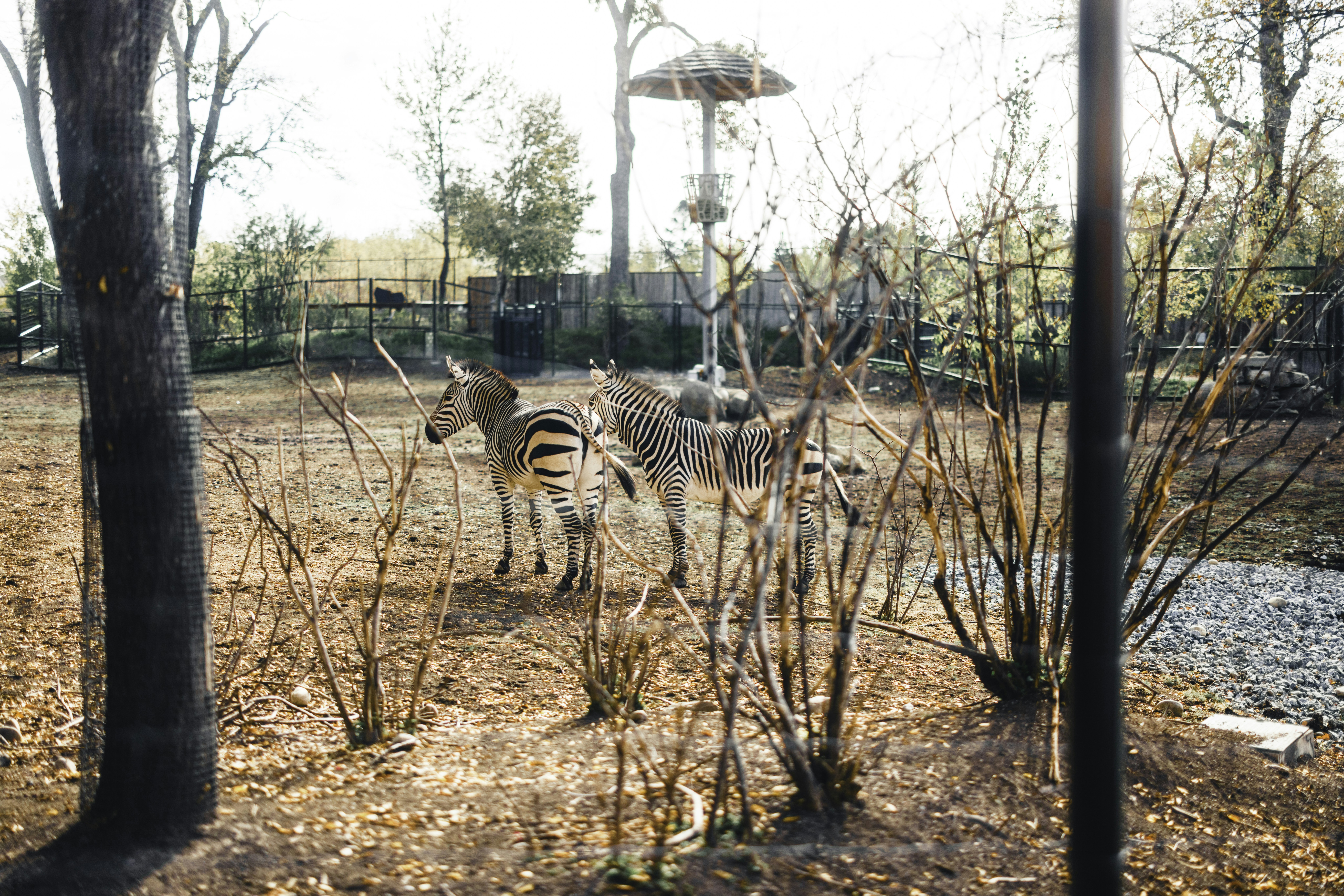 Senda guiada 'Especies exóticas en el Parque del Retiro'
