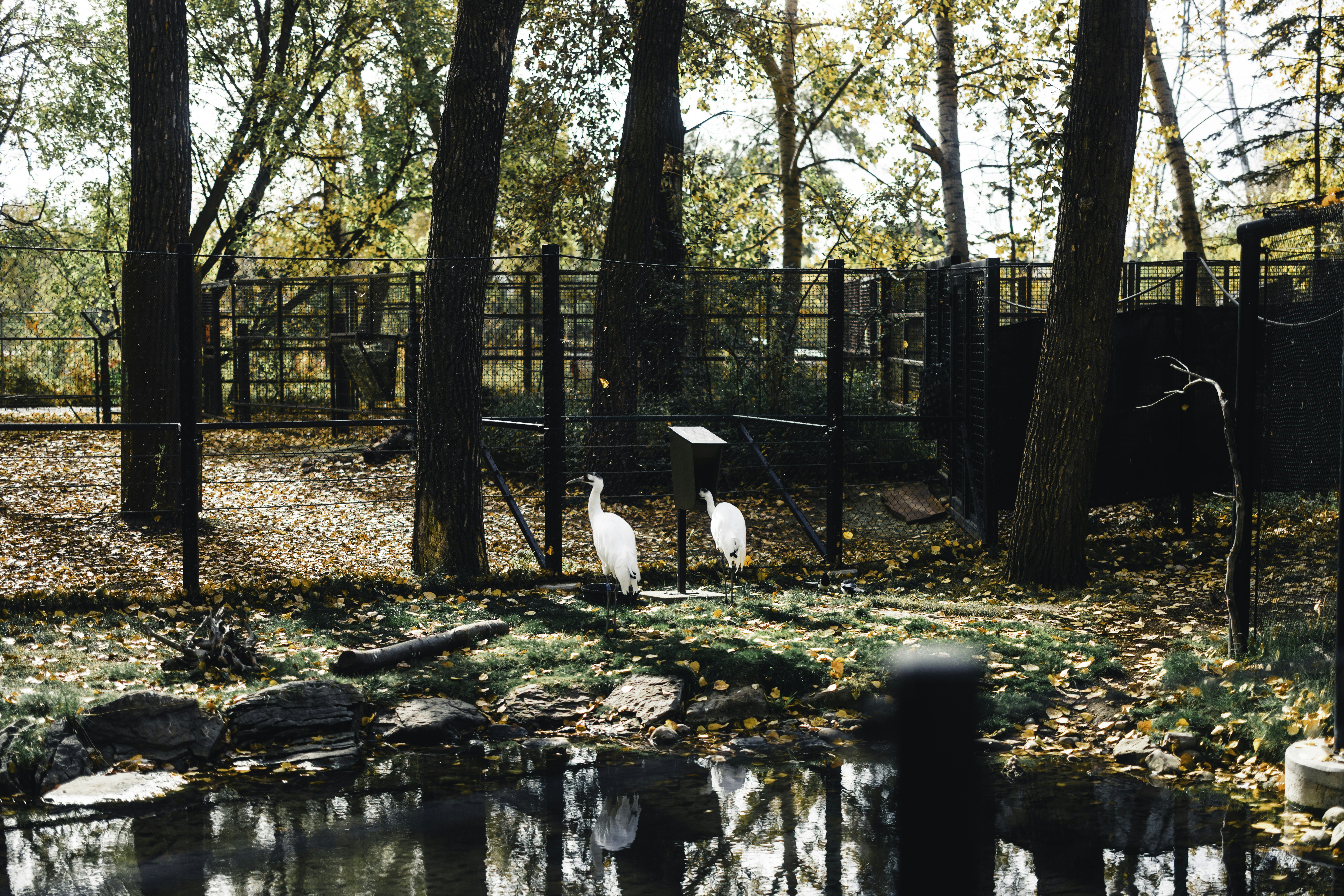 Zwei weiße Vögel stehen in der Nähe eines Teichs
