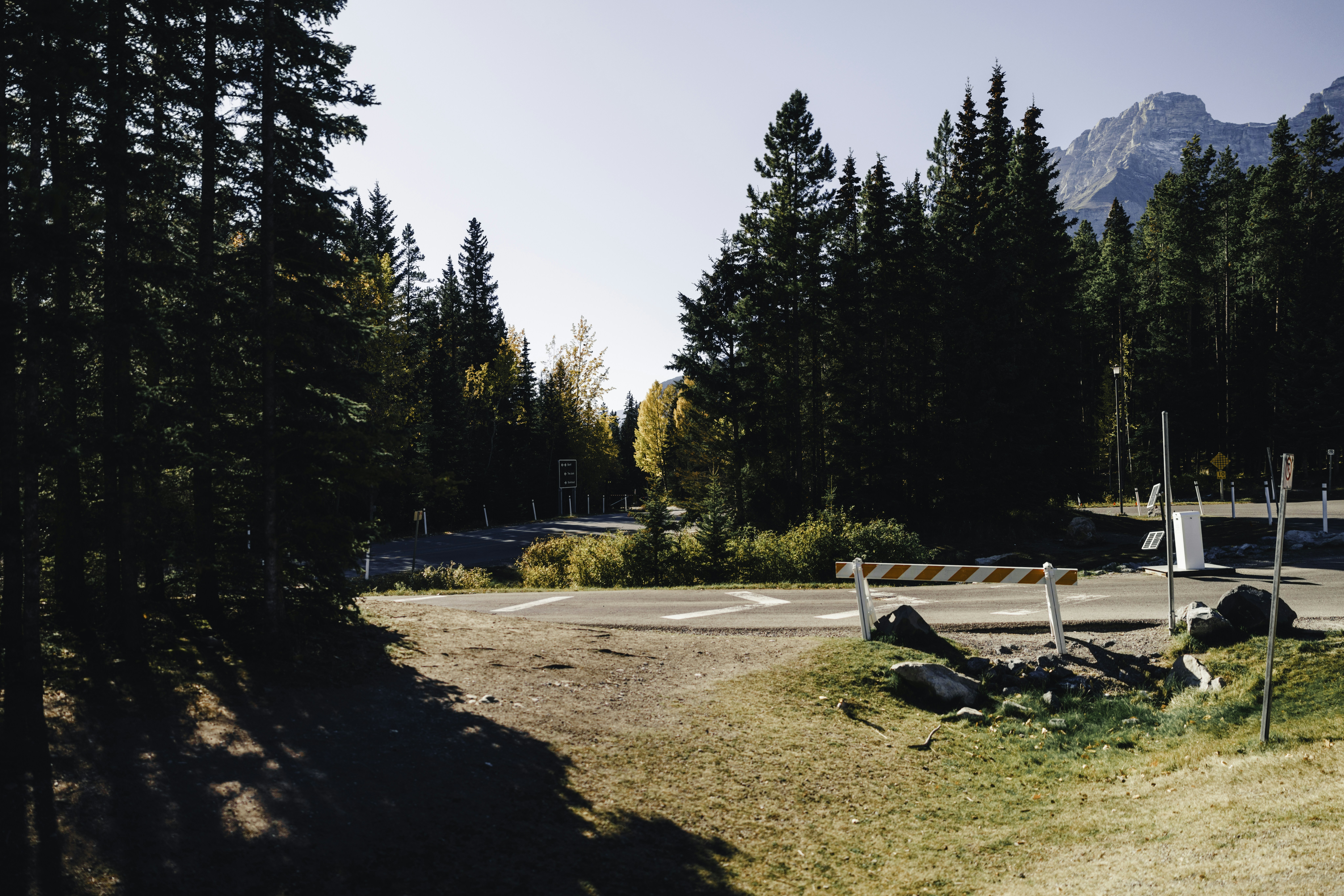 Forest road with mountains in the distance