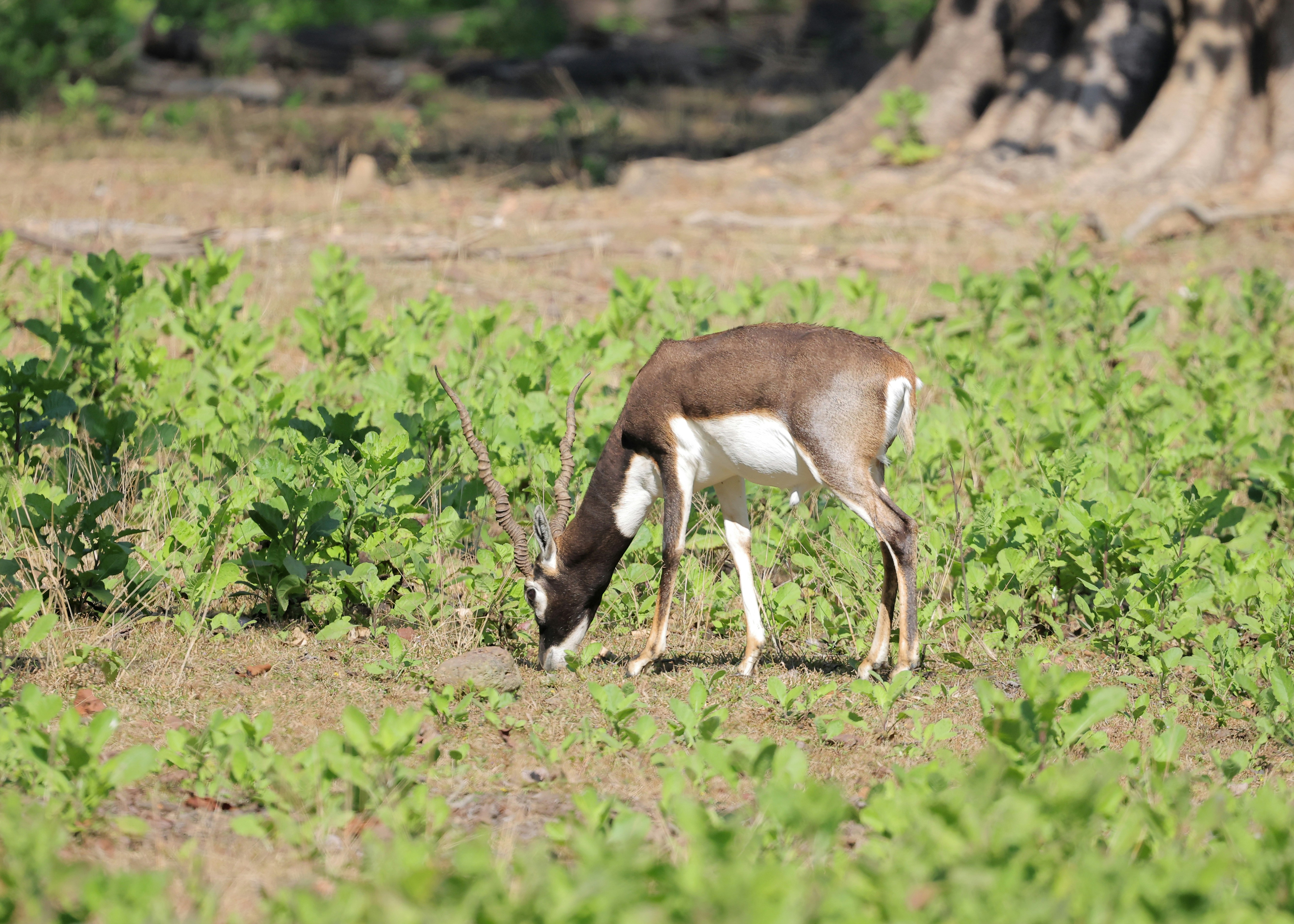 A blackbuck deer grazes in a grassy field.