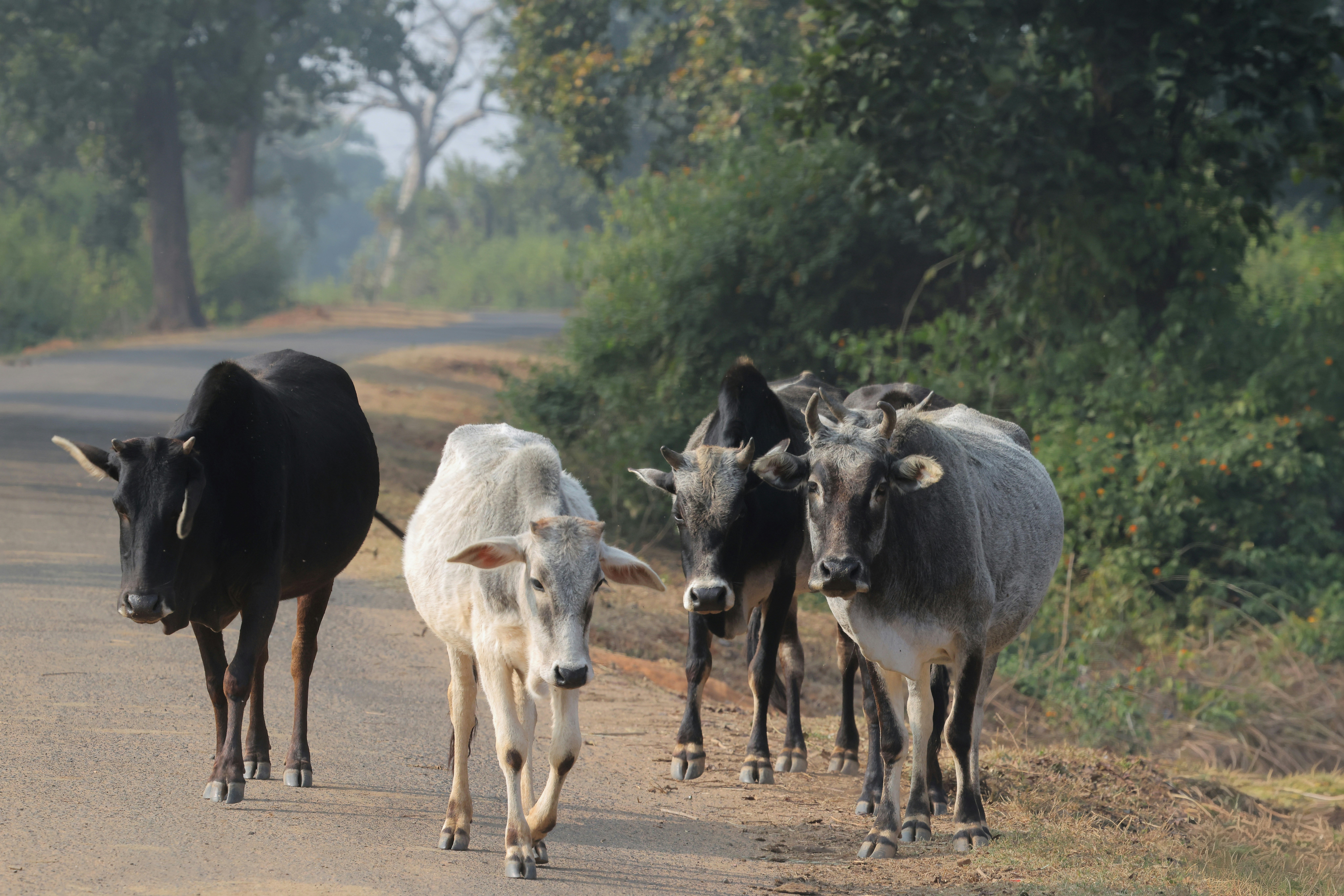Cattle walking on a rural road