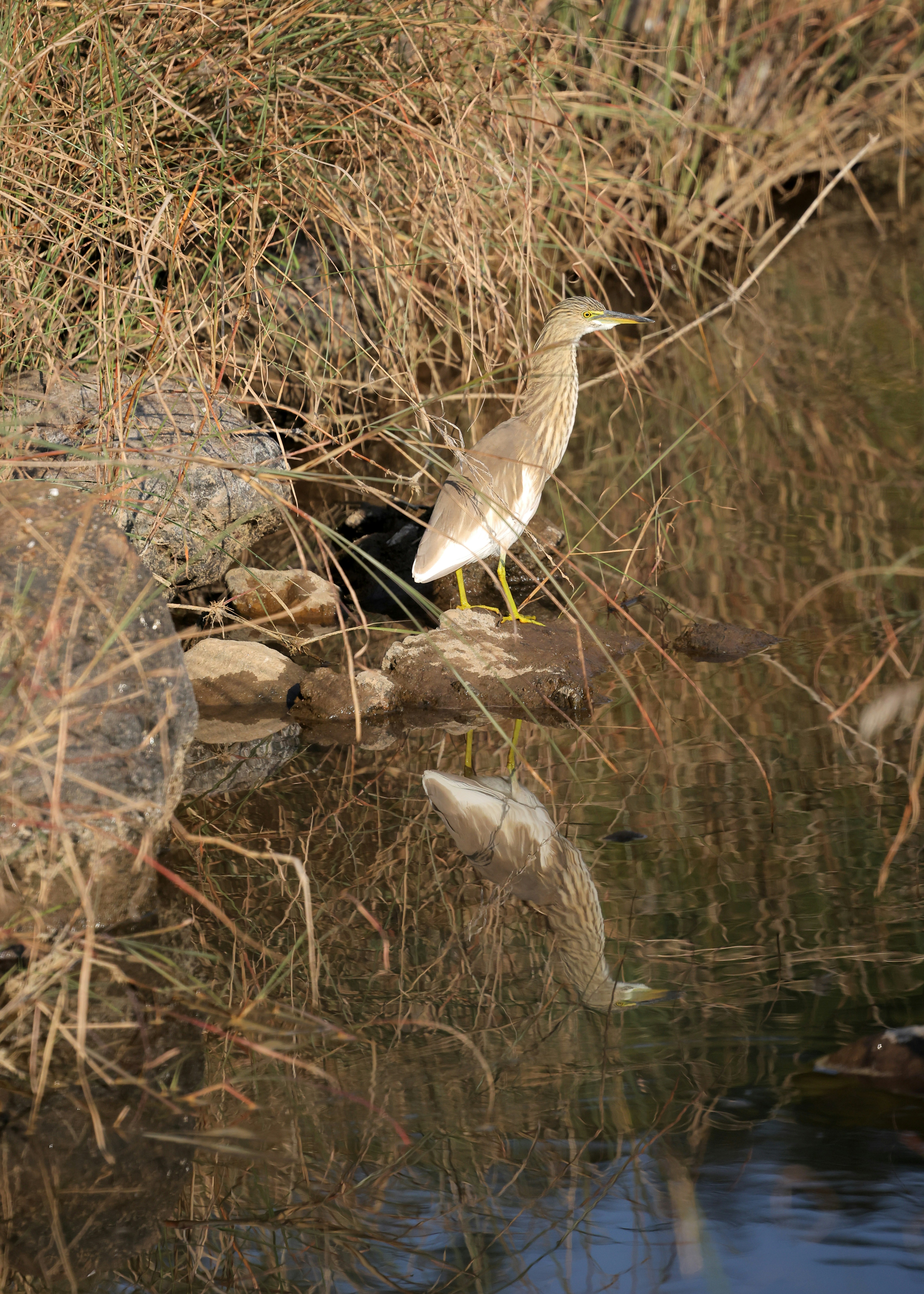 A heron stands by the water's edge, reflected below.