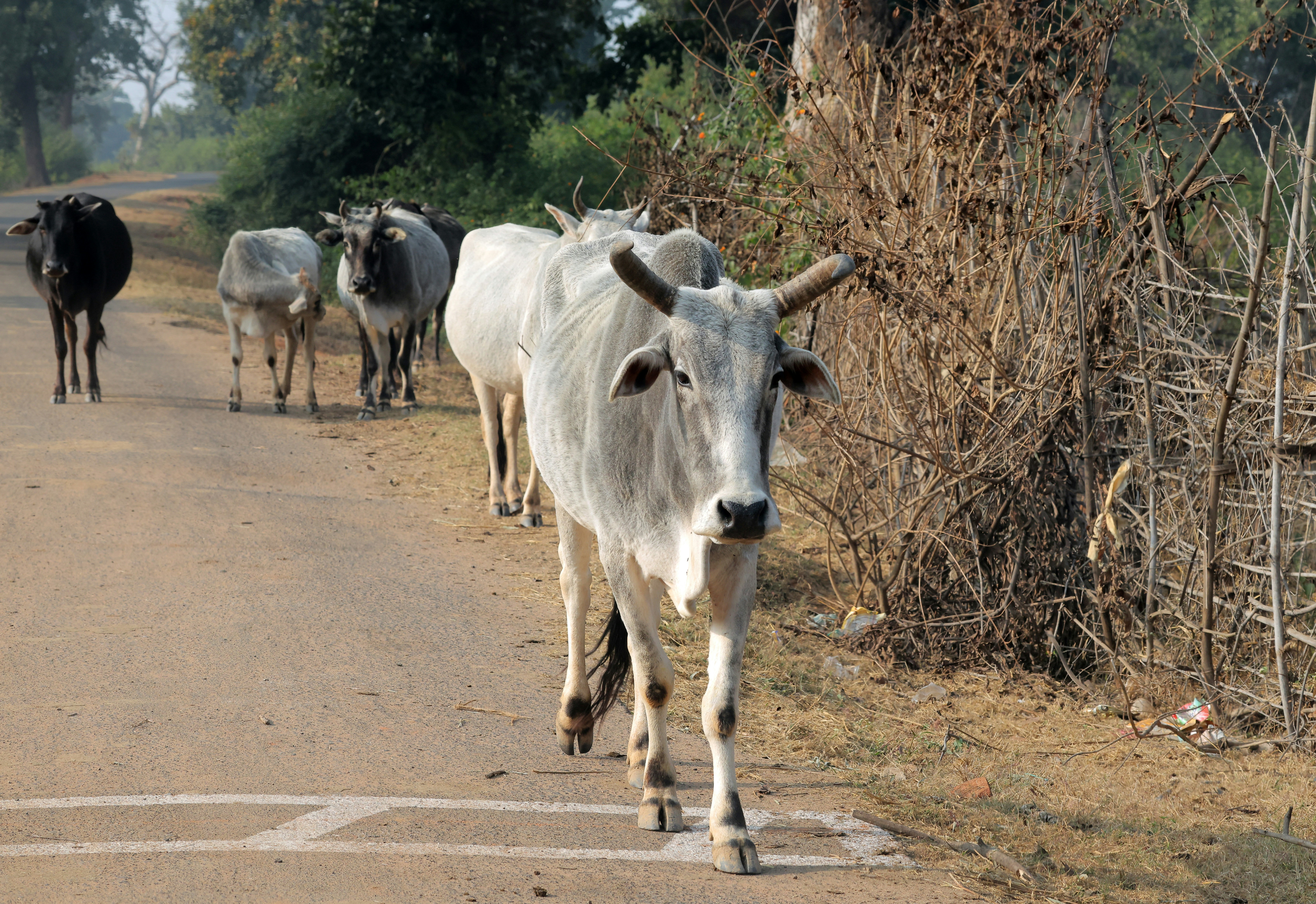 Cattle walking on a rural road