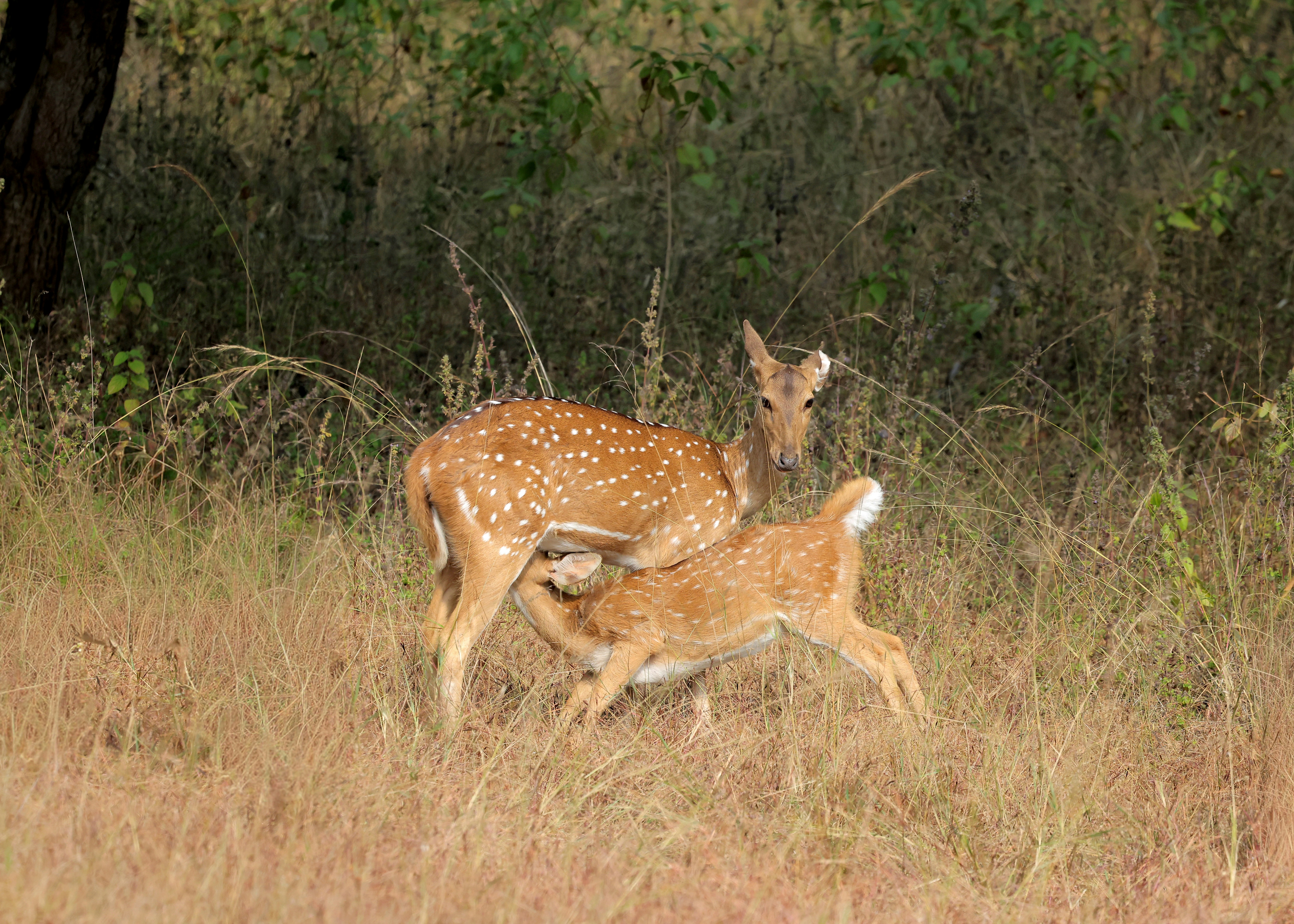 A spotted deer mother nurses her fawn in dry grass.