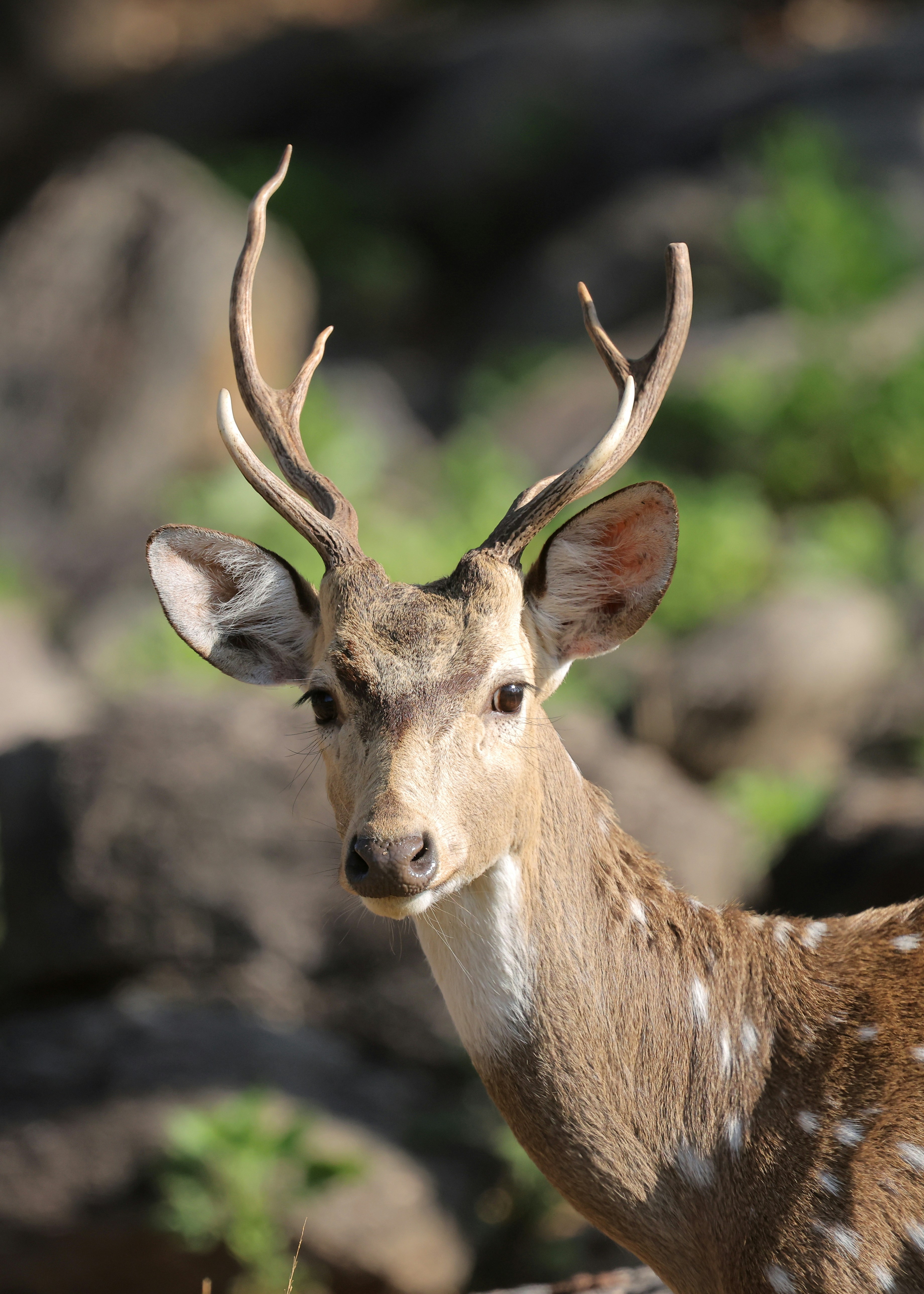 A spotted deer with antlers stands in a forest.