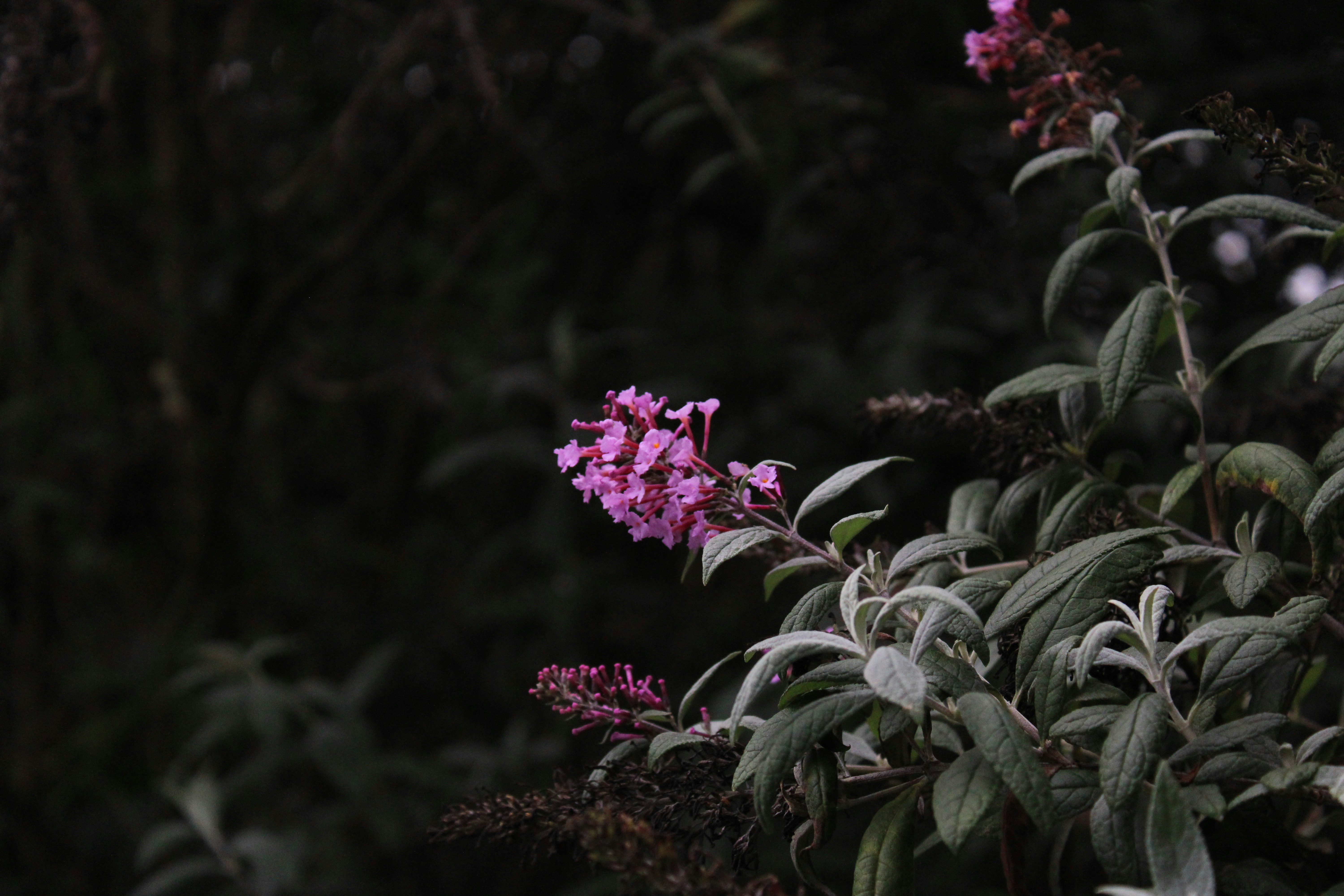 Photo by mcconvillek1