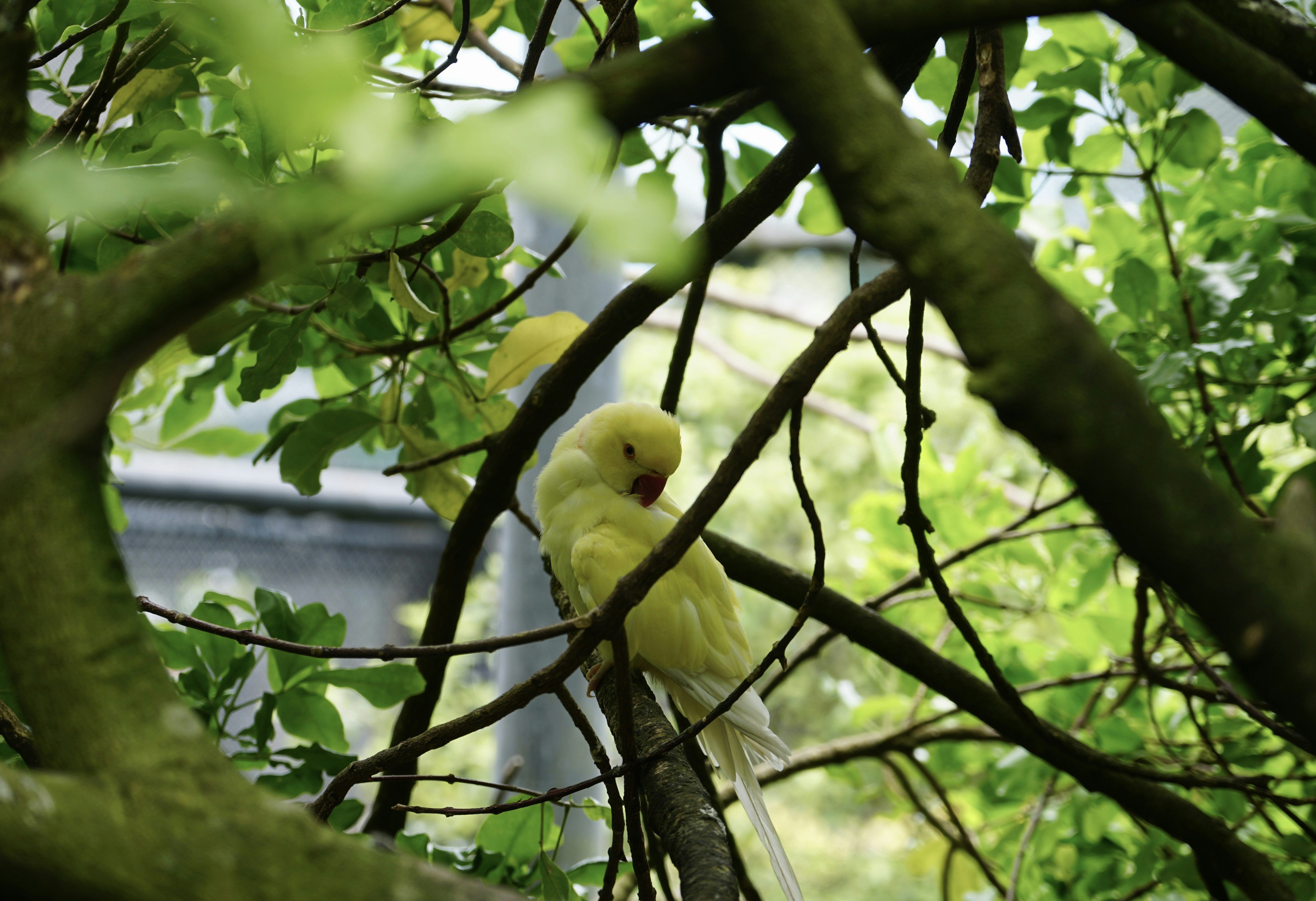 Ein gelber Wellensittich sitzt auf einem Ast.