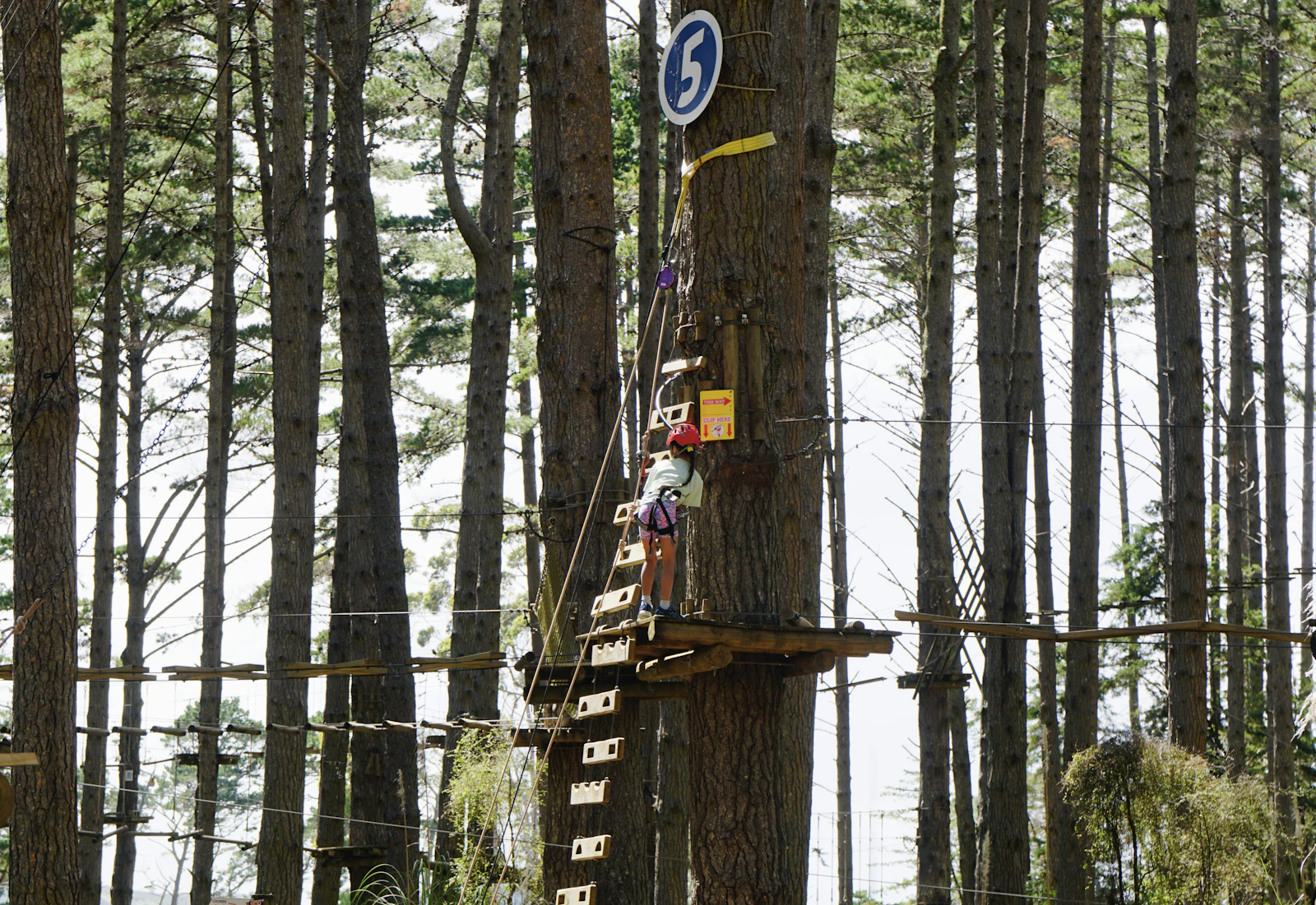 Parcours d'accrobranche avec échelles de corde entre les arbres dans une forêt des Ardennes