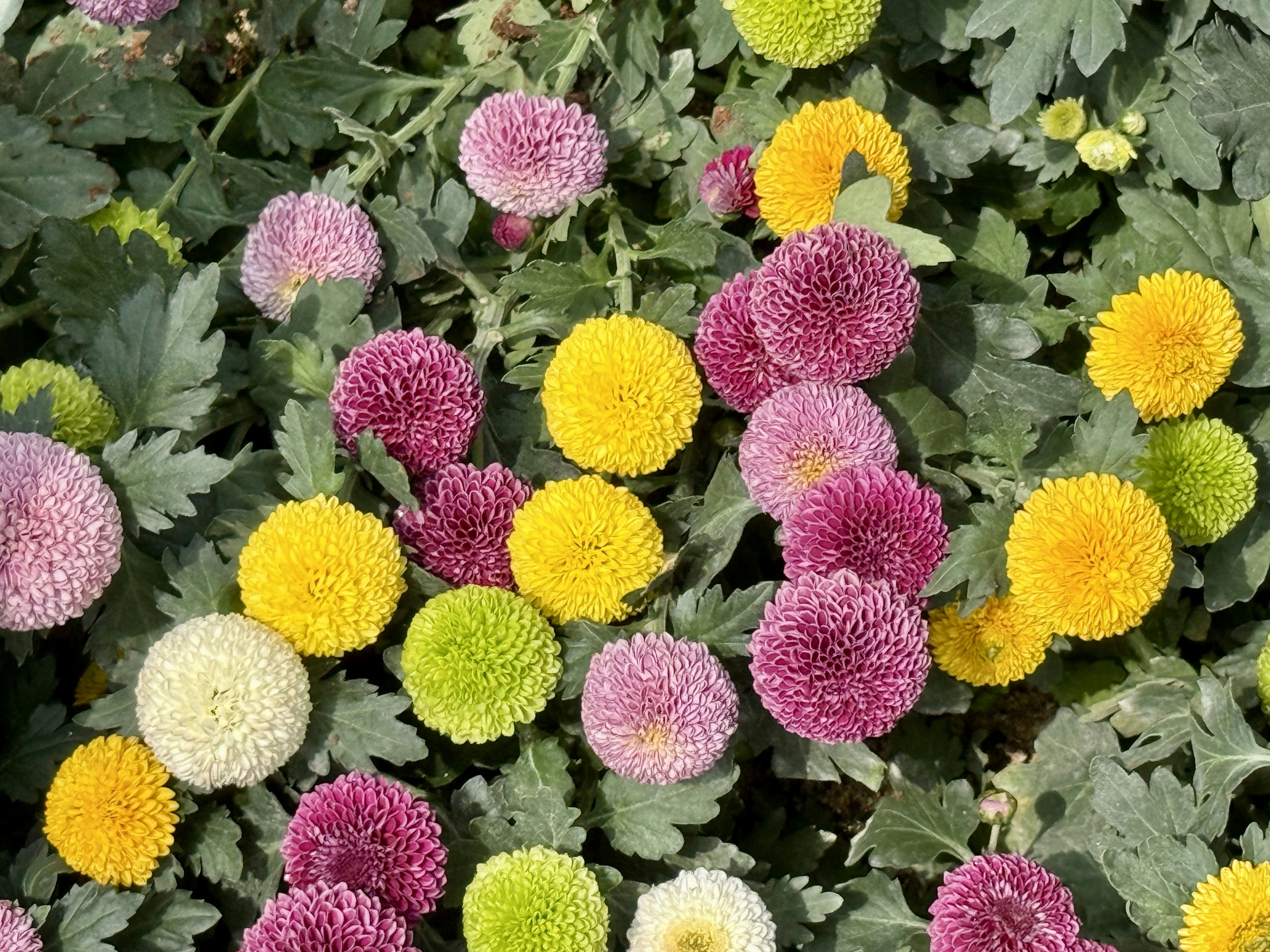 Coloridos crisântemos pompons florescem em um jardim