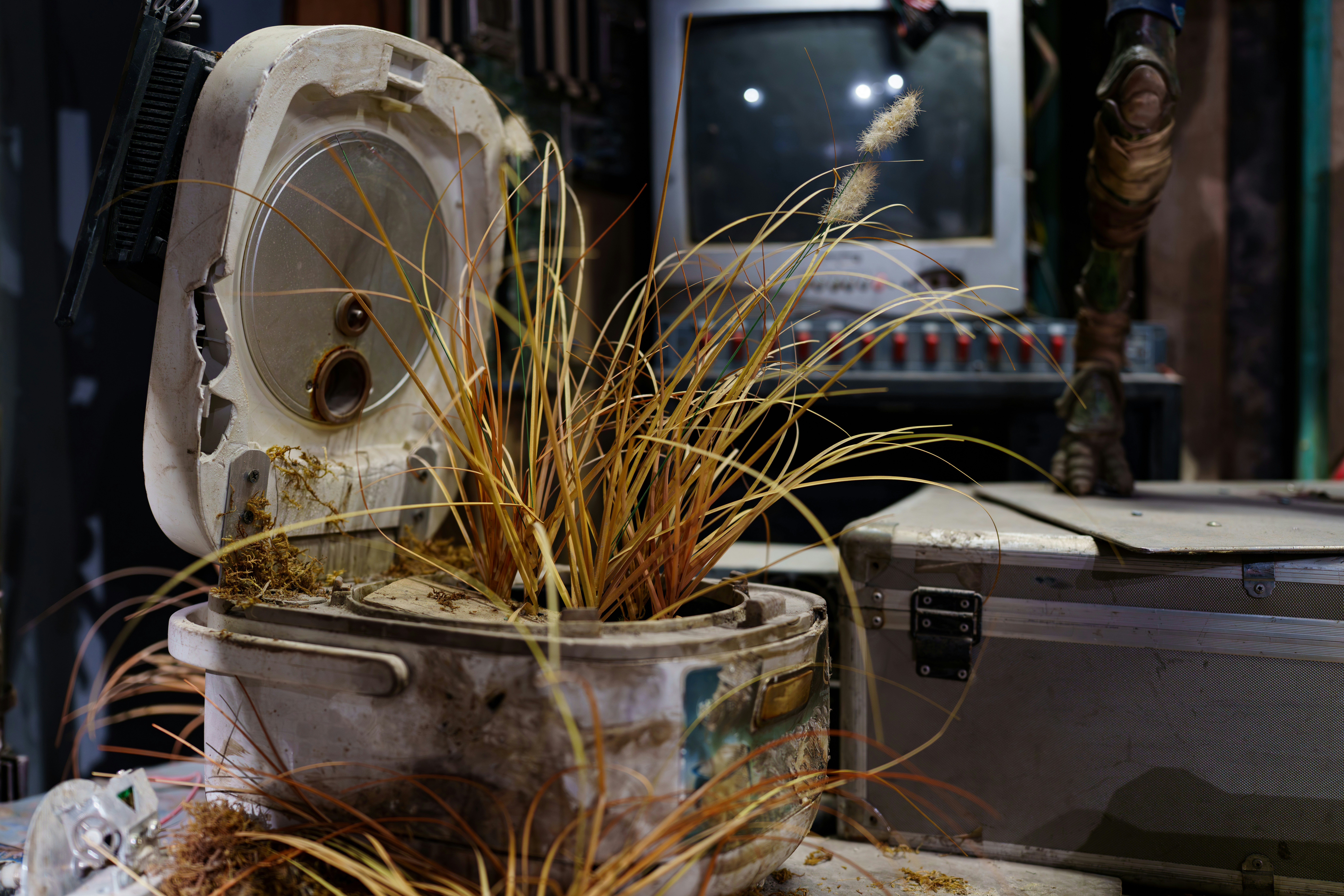 Trockenes Gras, das aus einer alten Toilette wächst