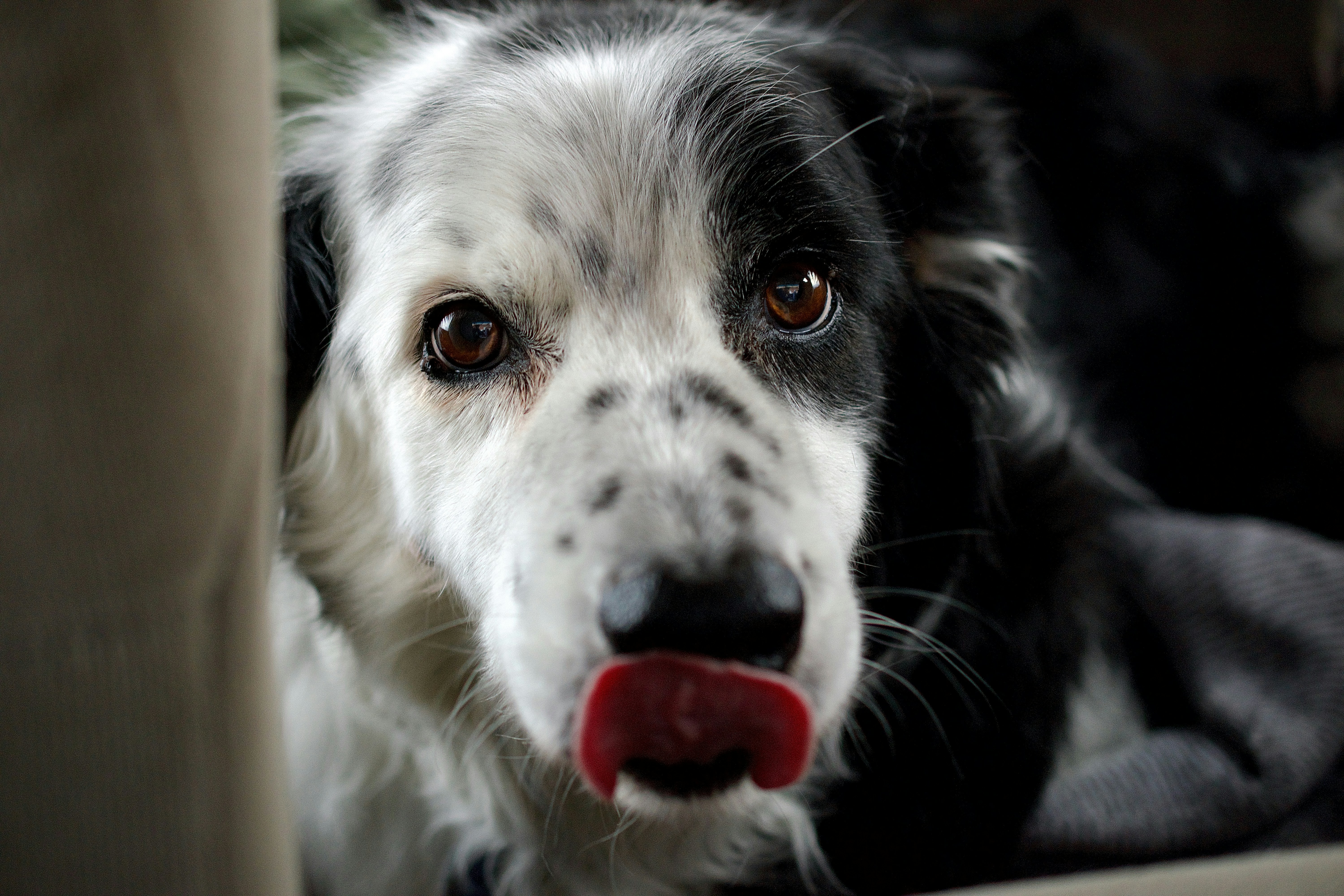 Meloxicam for Dogs: A Comprehensive Guide to Pain Relief and Safe Use