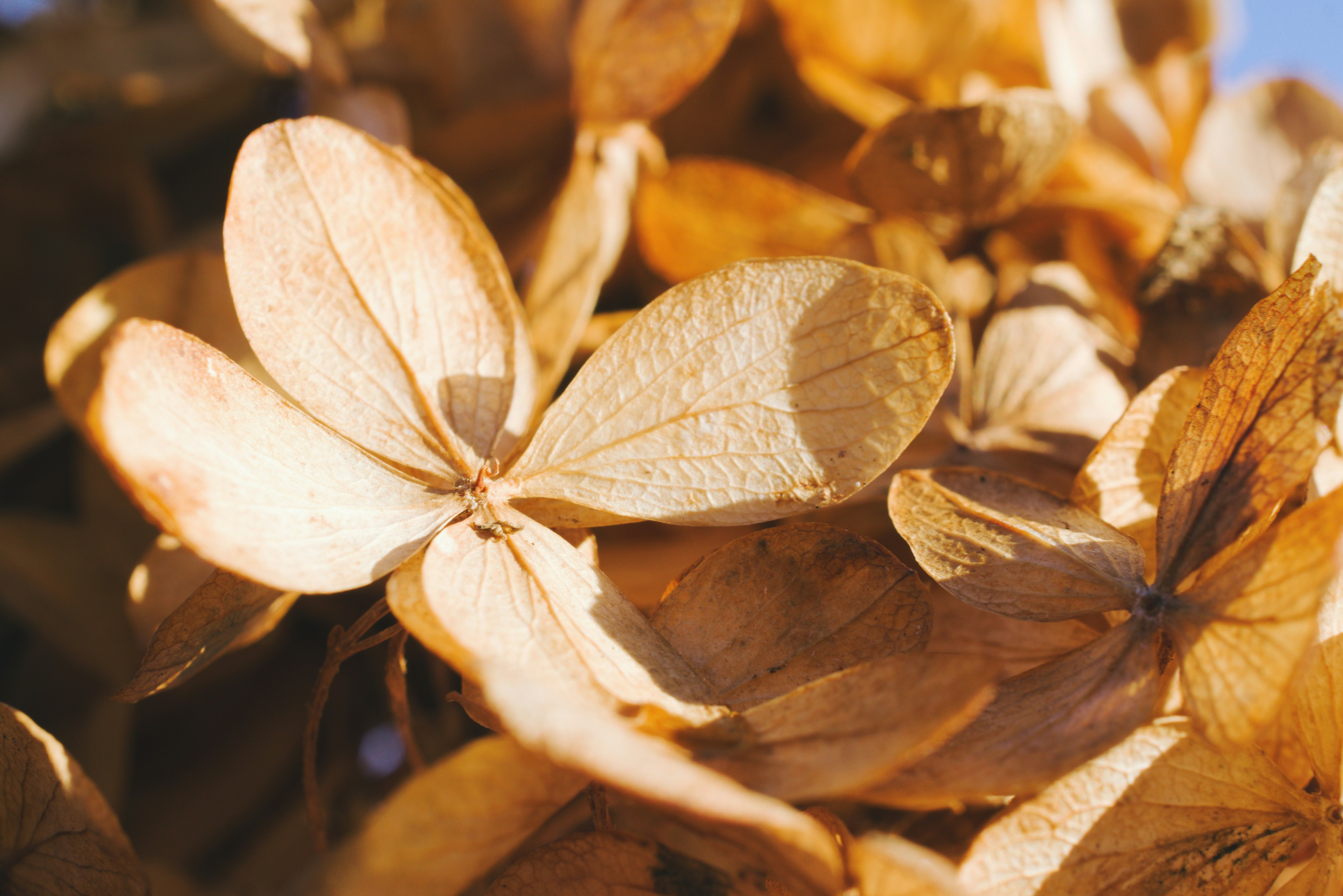 乾燥した茶色いアジサイの花びらのクローズアップ