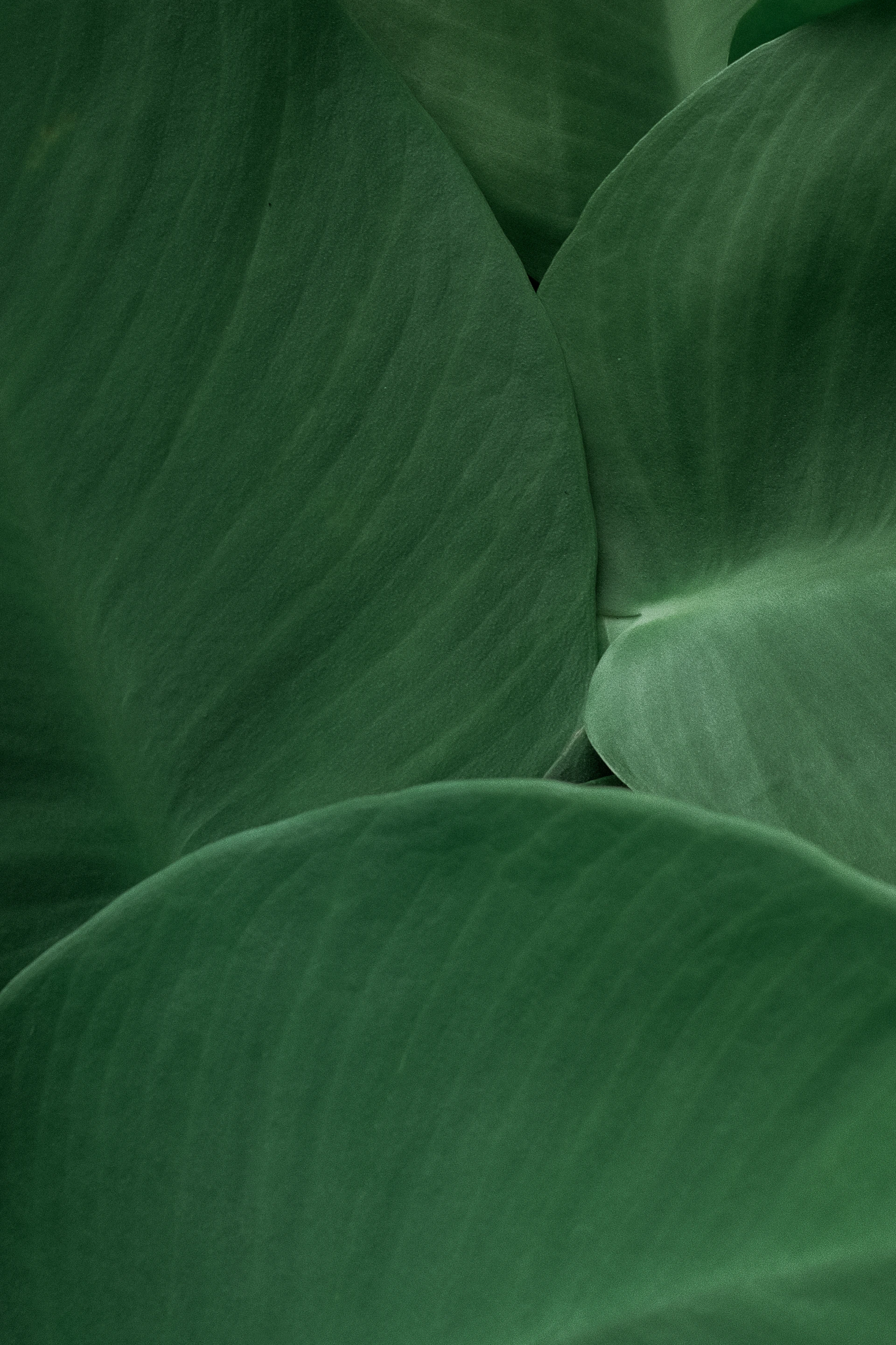 Close-up of lush green leaves with visible veins.