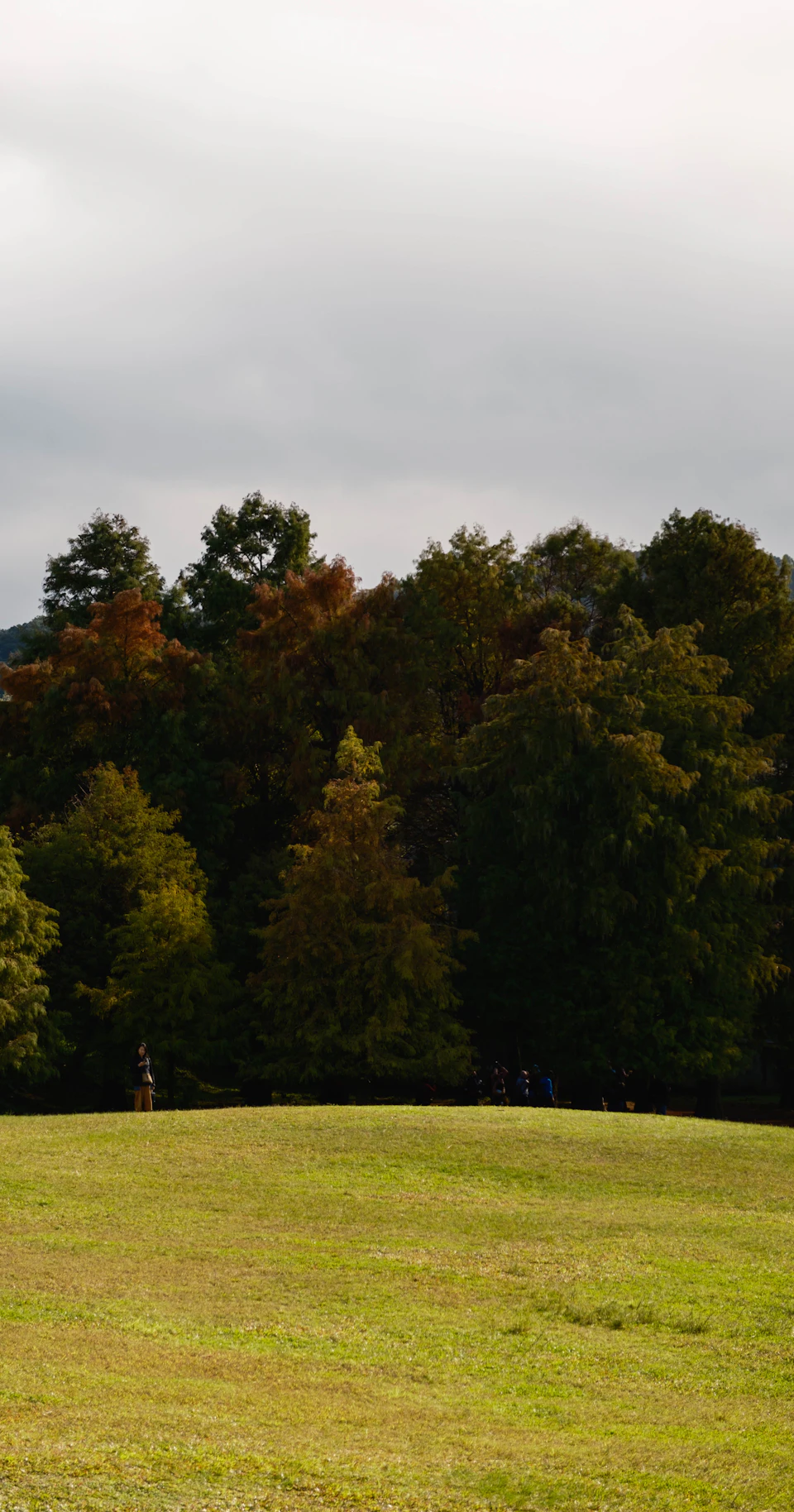 Serene park scene with lush grassy field under overcast sky and surrounding foliage
