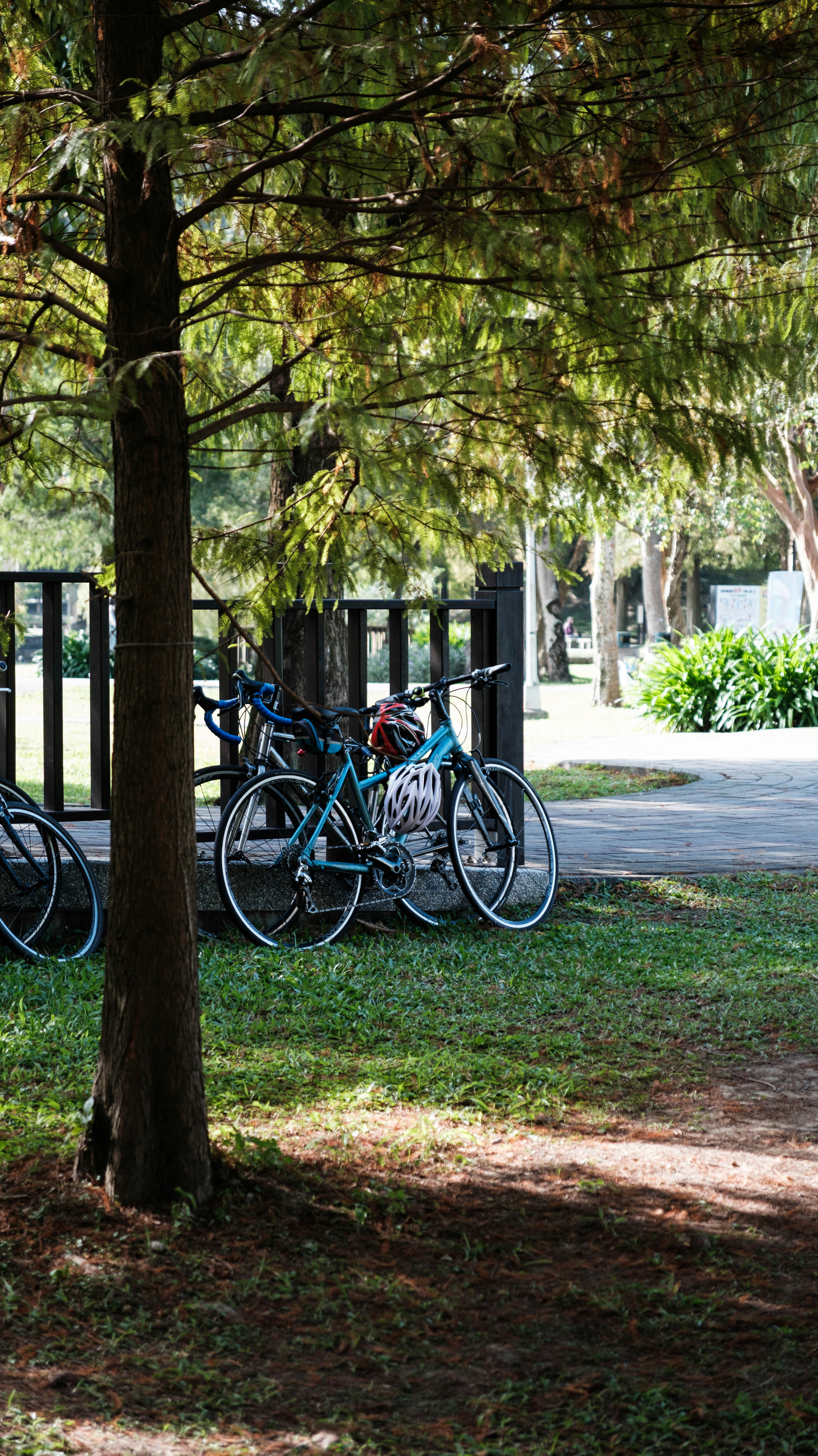 Two bicycles parked under a tree in a park.