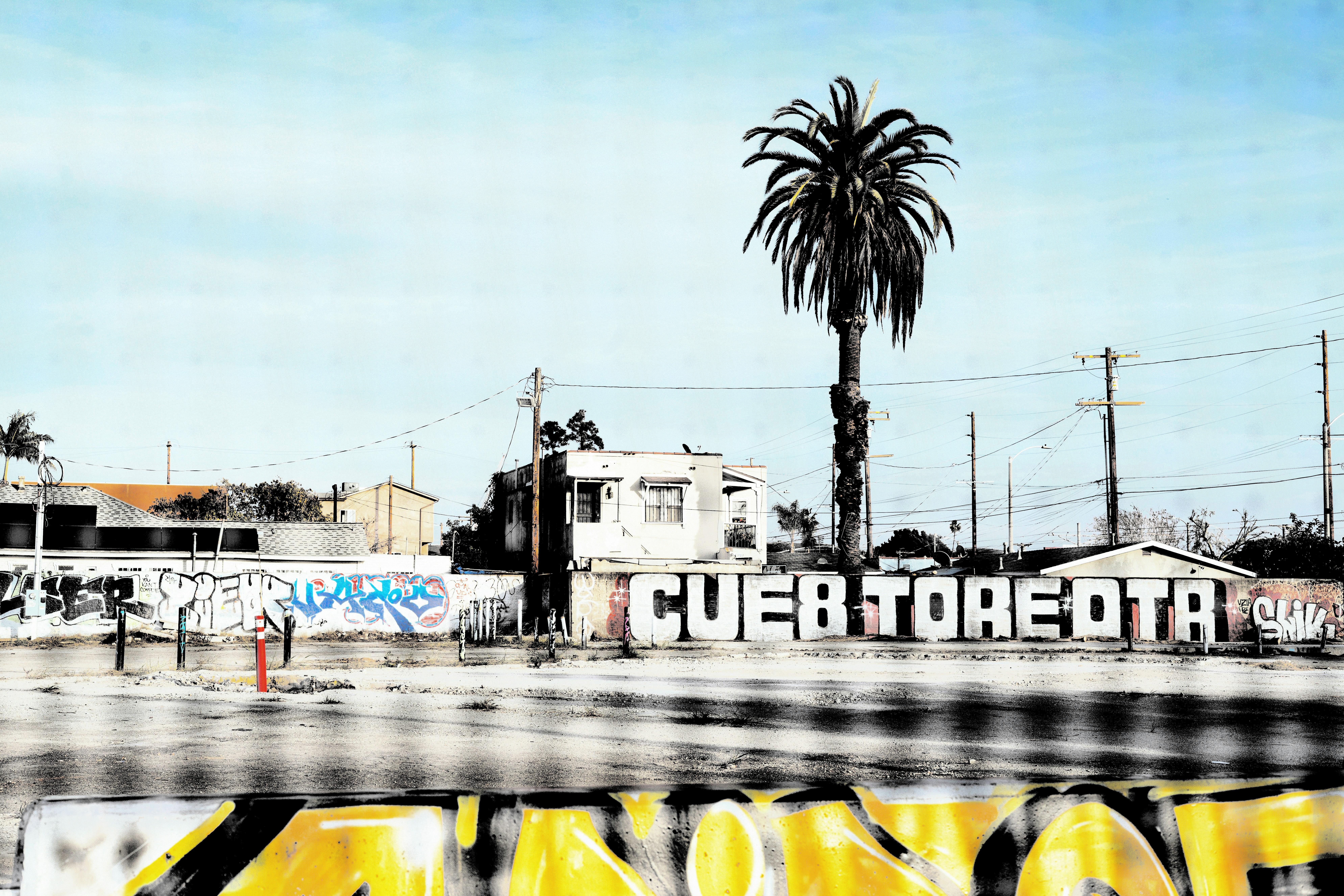 Palm tree and graffiti on urban wall