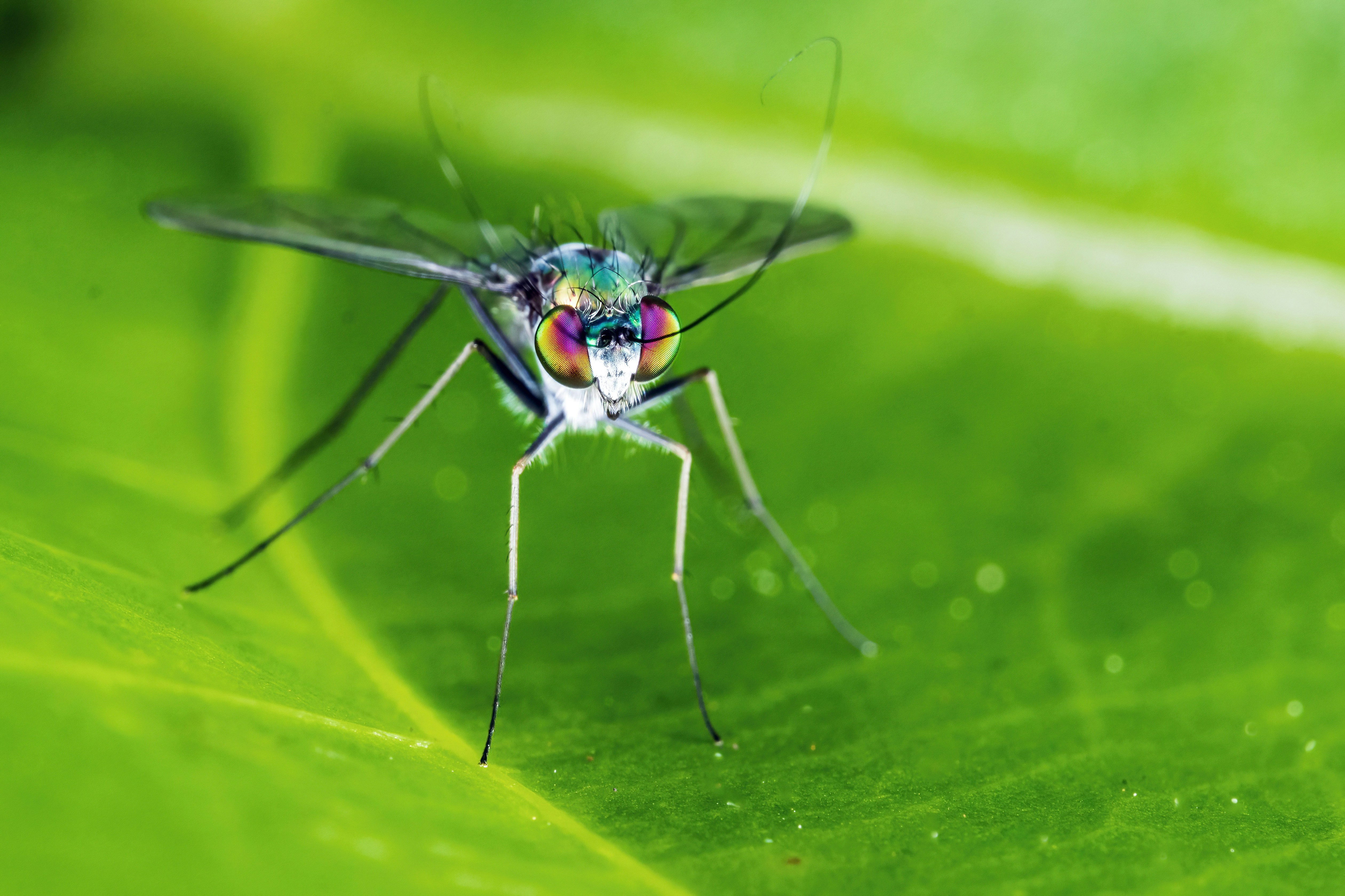 A long-legged fly with iridescent eyes on a leaf