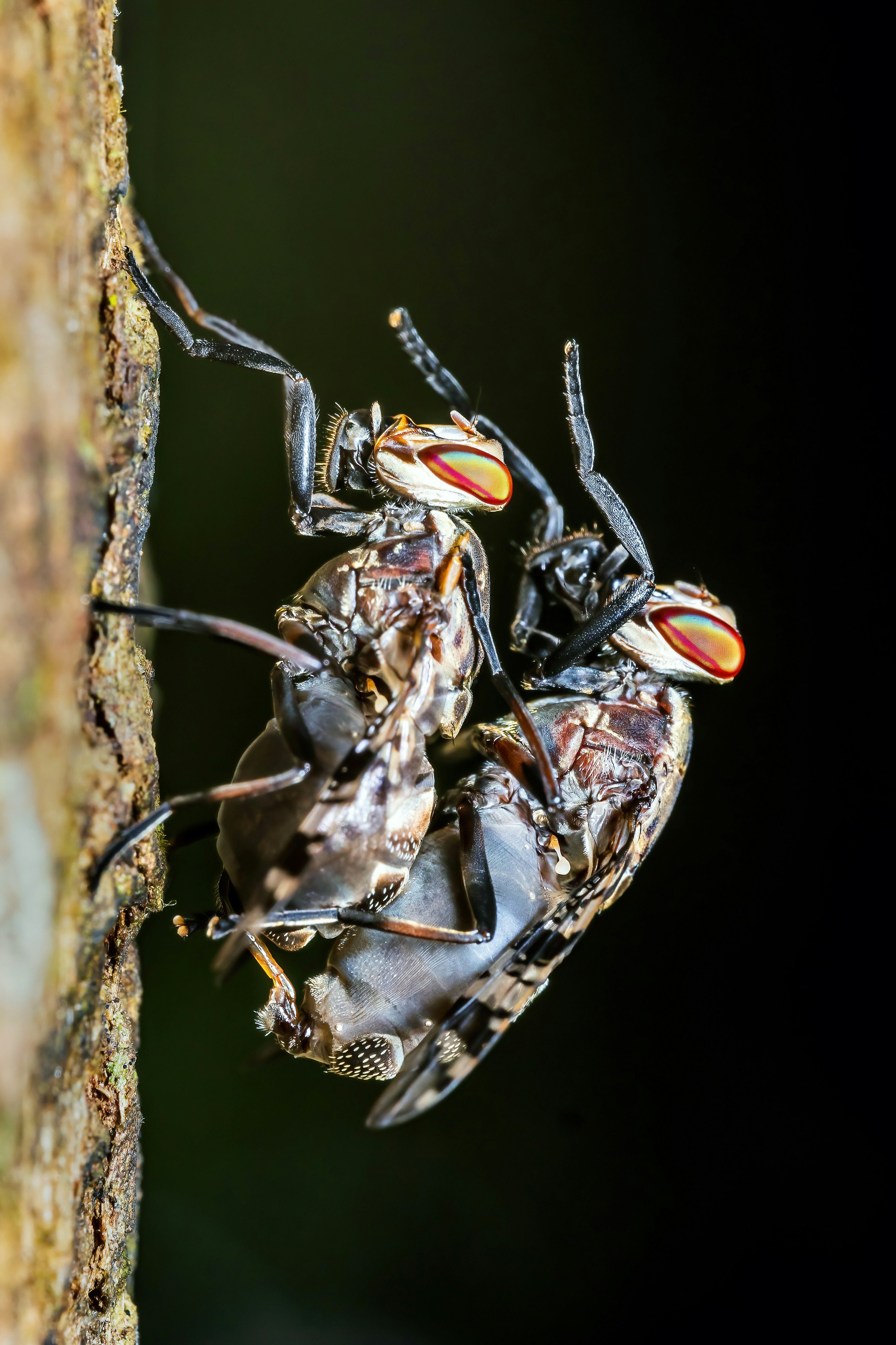 Two flies mating on a tree trunk