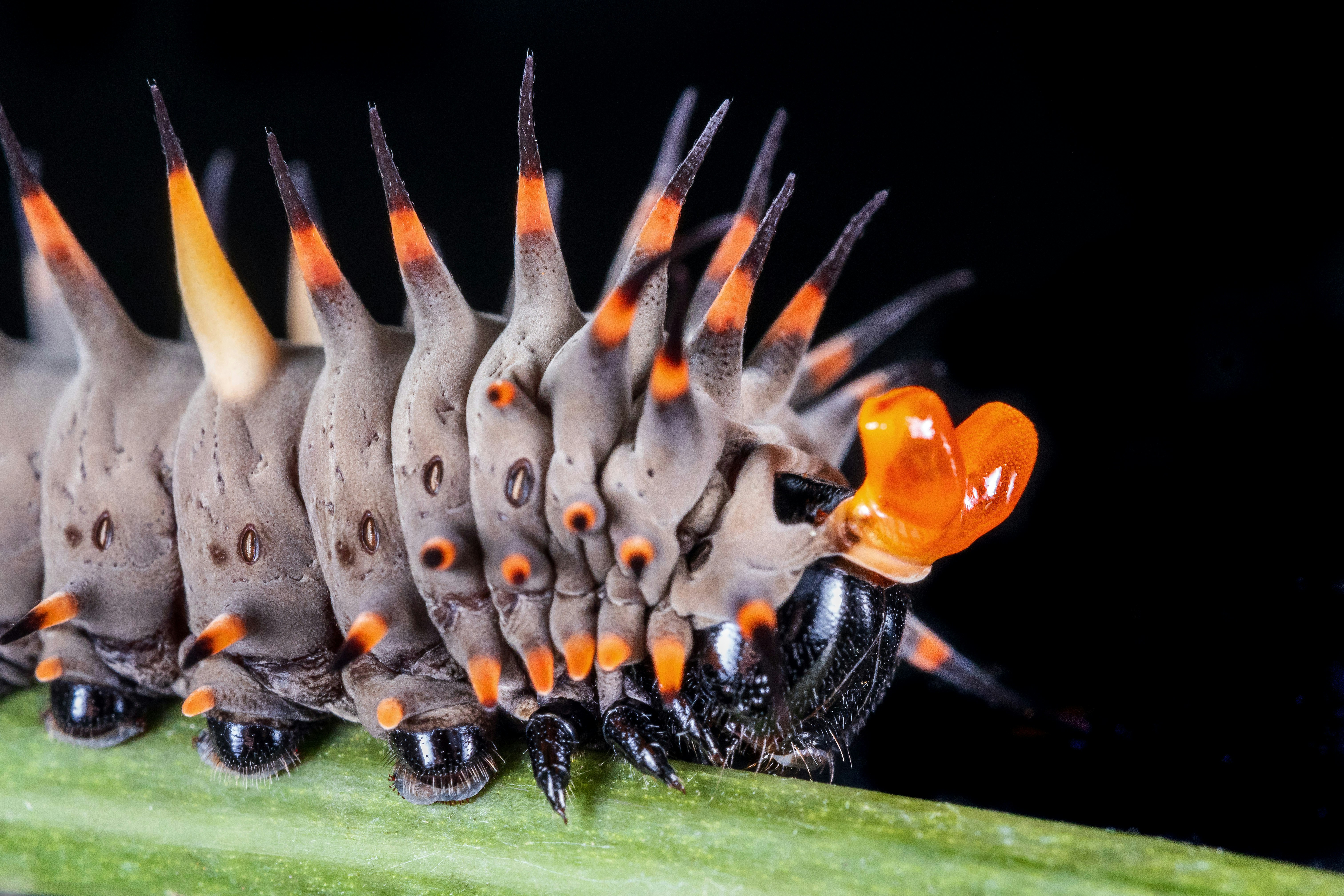 A close-up of a spiky caterpillar with orange markings