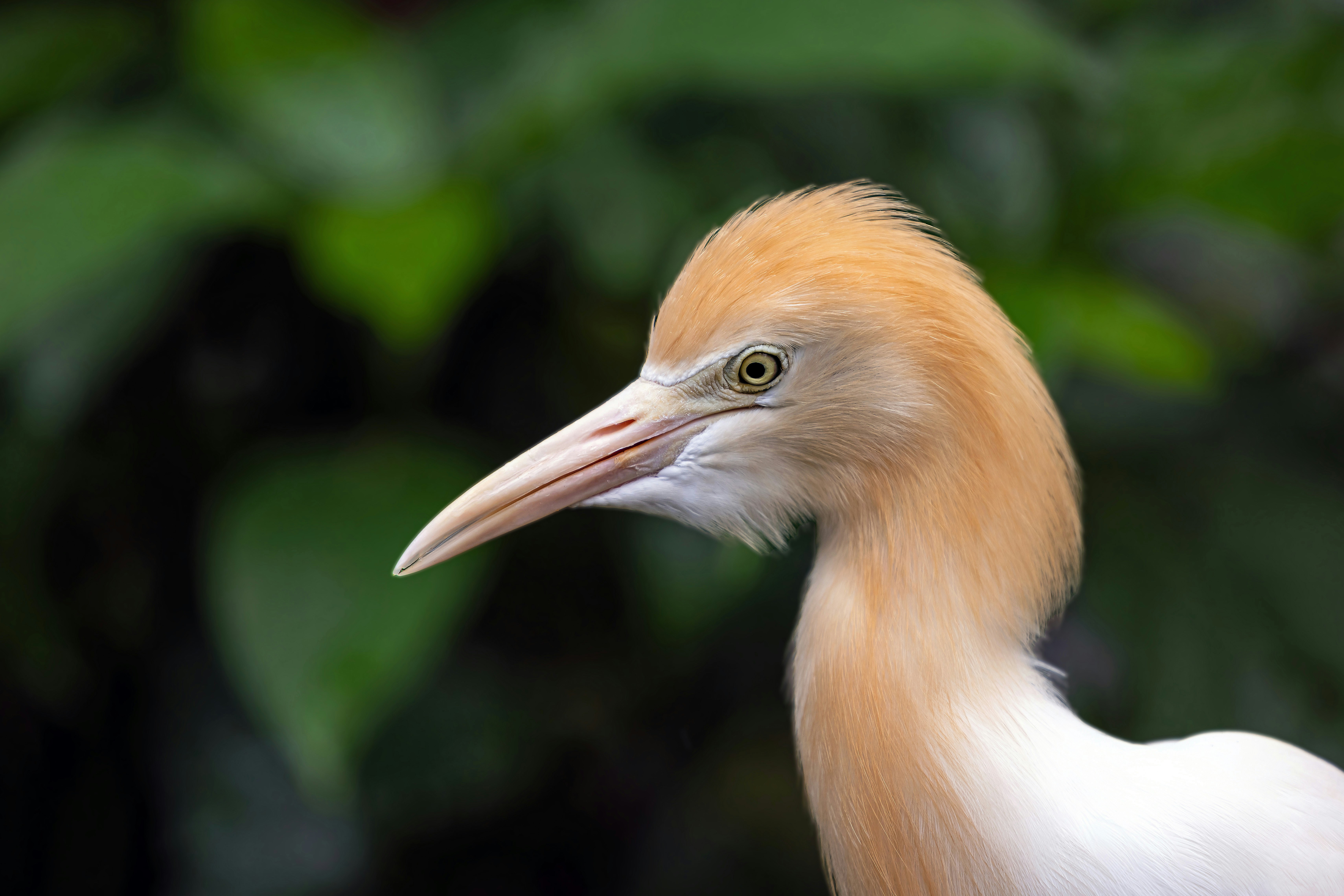 A close-up of a cattle egret with blurred green foliage.