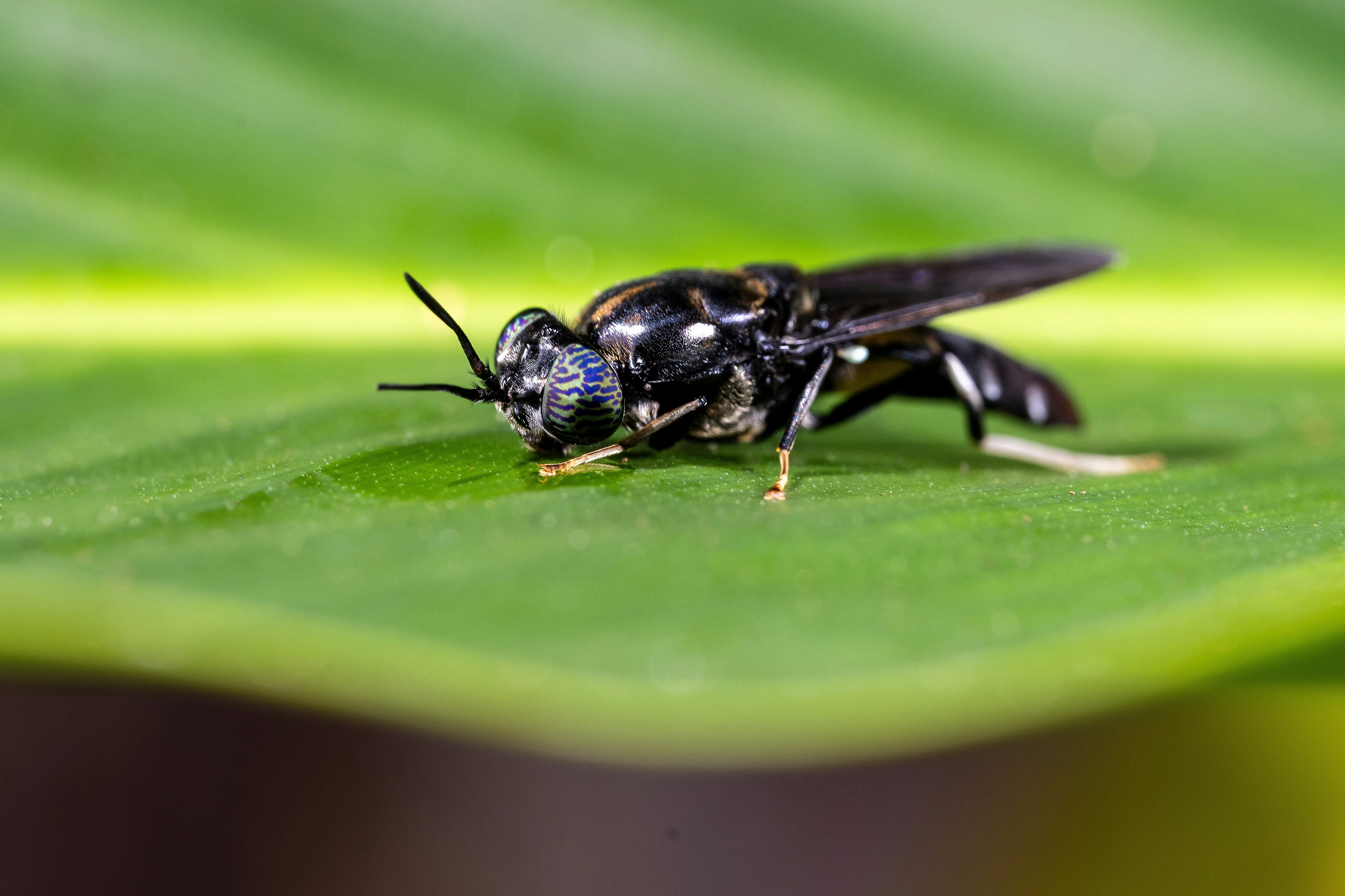 A black fly rests on a green leaf.