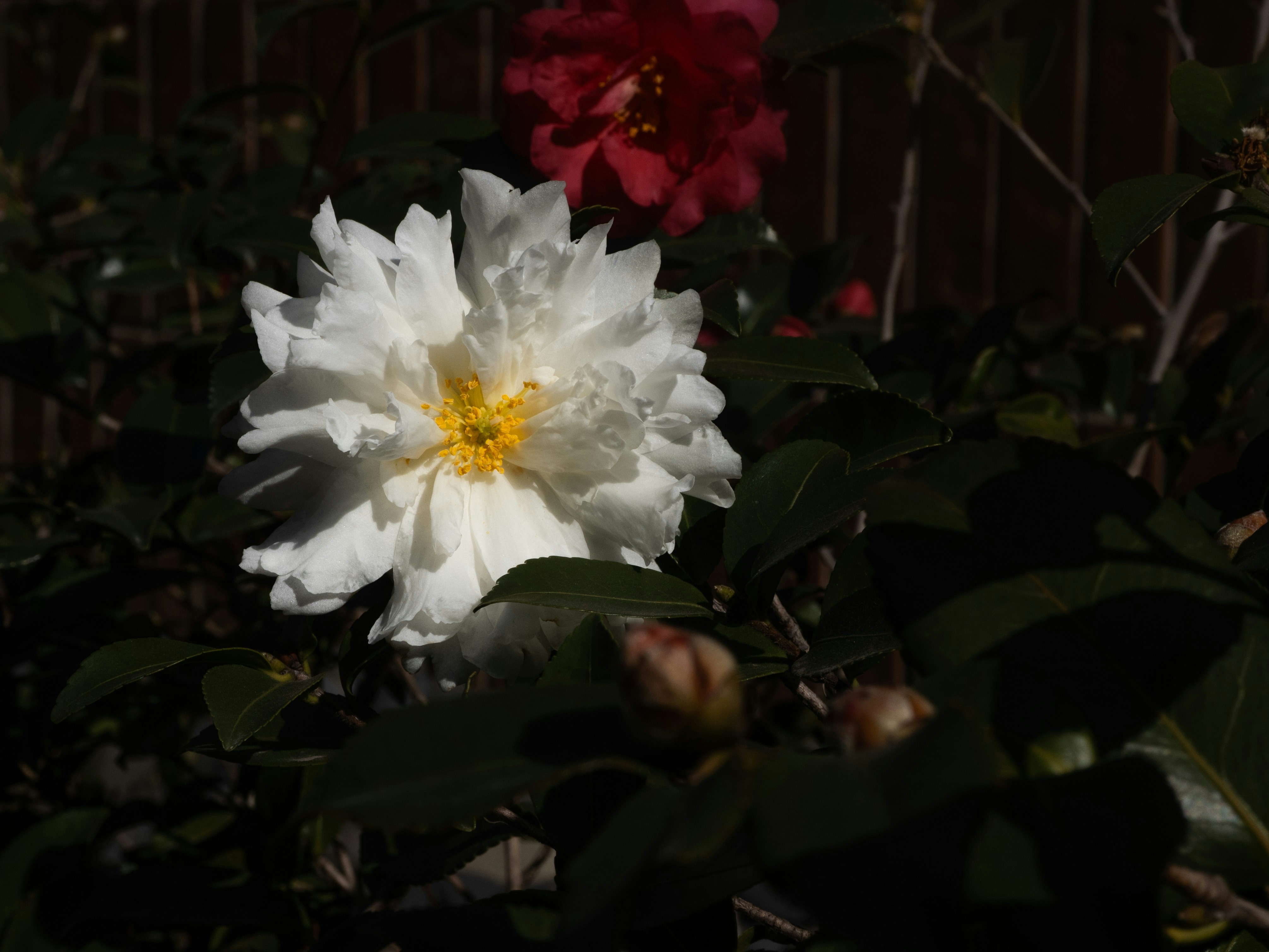 동백나무씨 오일