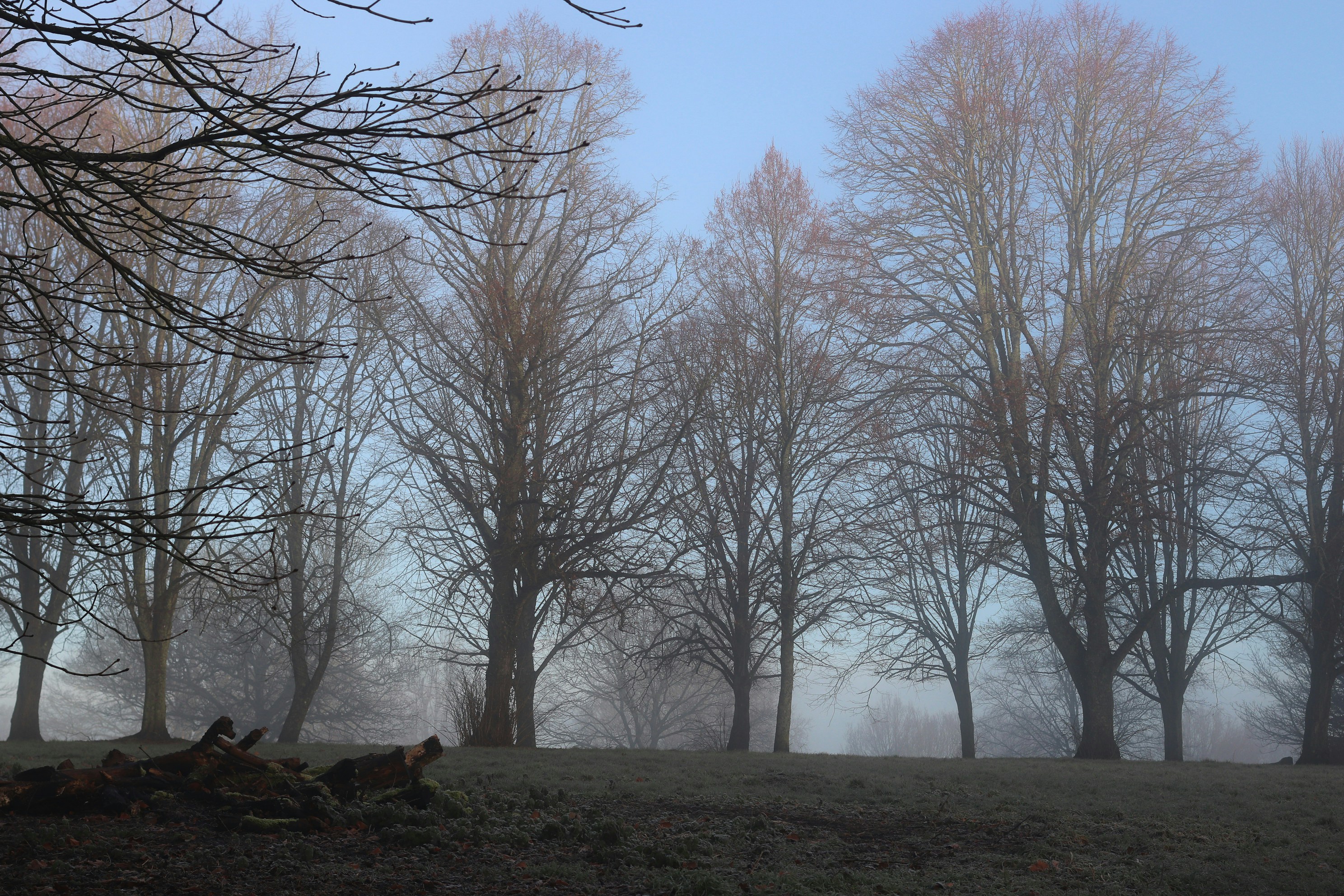 Bare trees in a misty, foggy landscape at dawn.