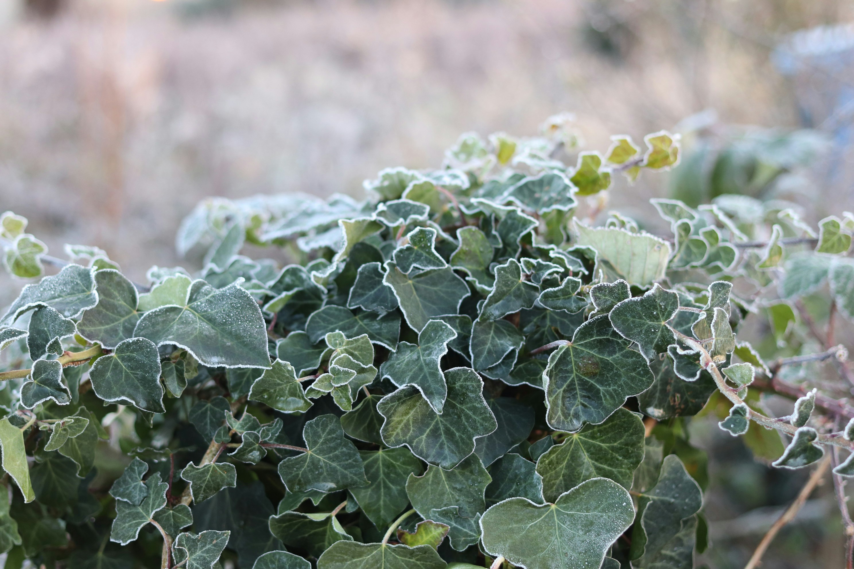 Grüne Efeublätter, die im Winter von Frost bedeckt sind.