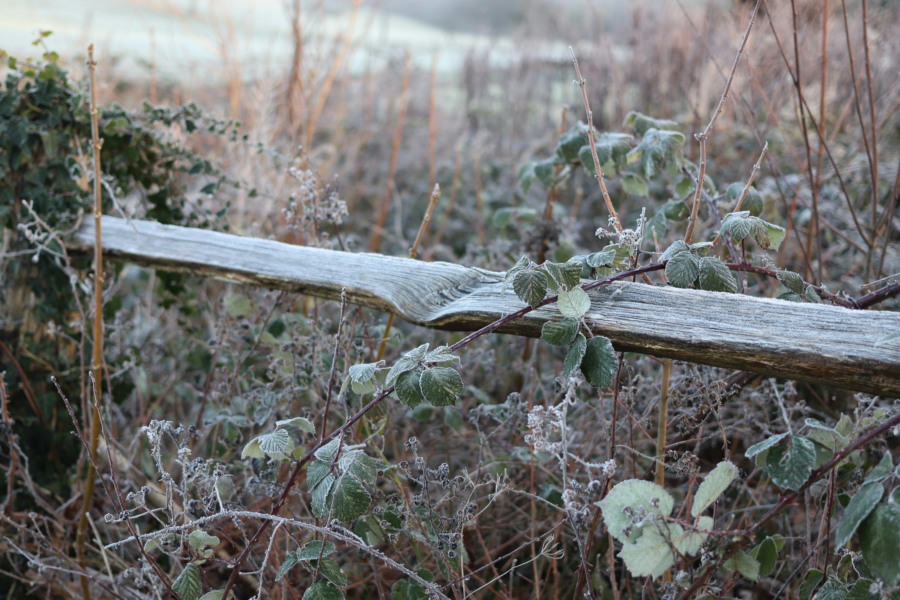 Frost bedeckt einen Holzzaun und Pflanzen