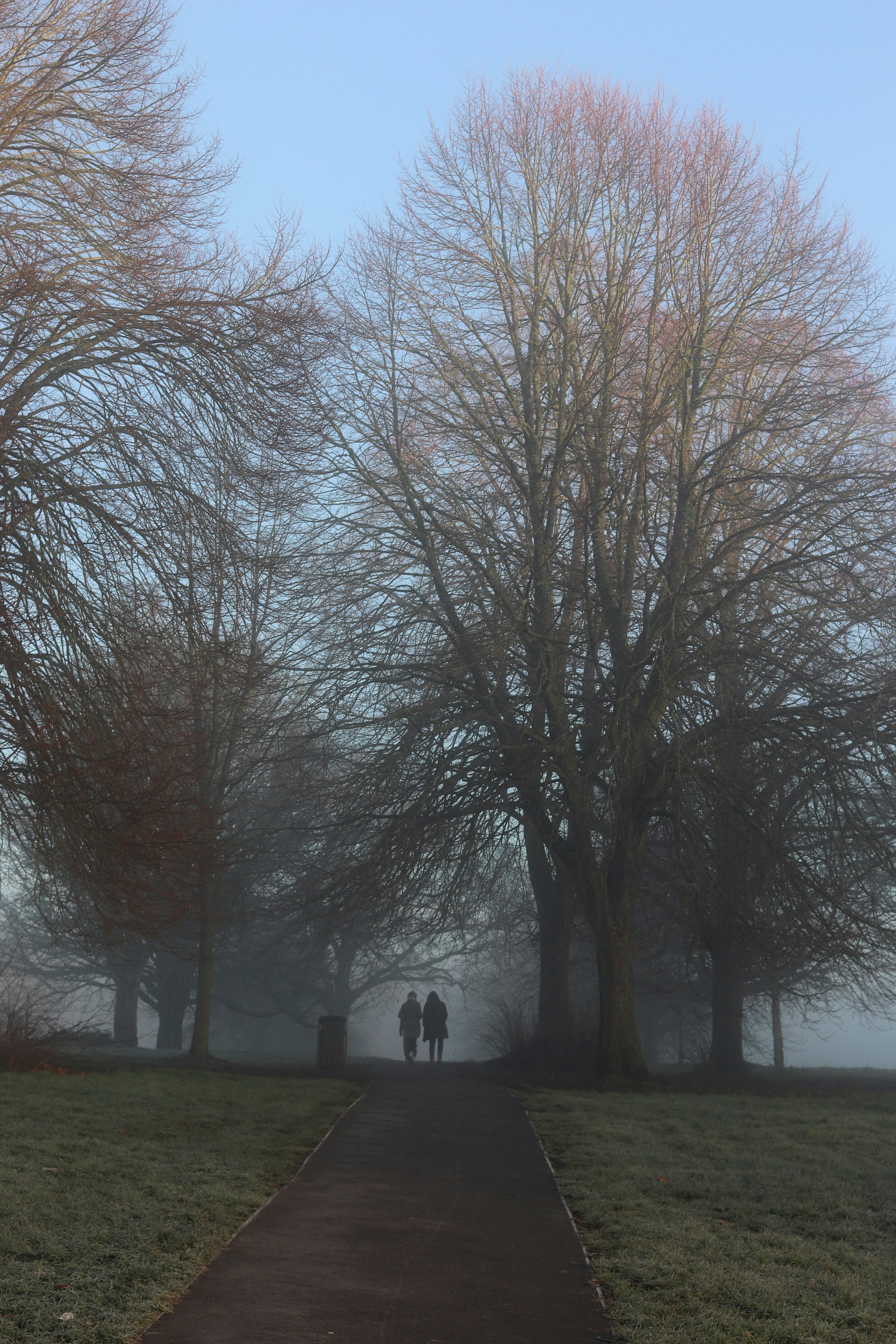 Two people walk on a foggy path through bare trees.