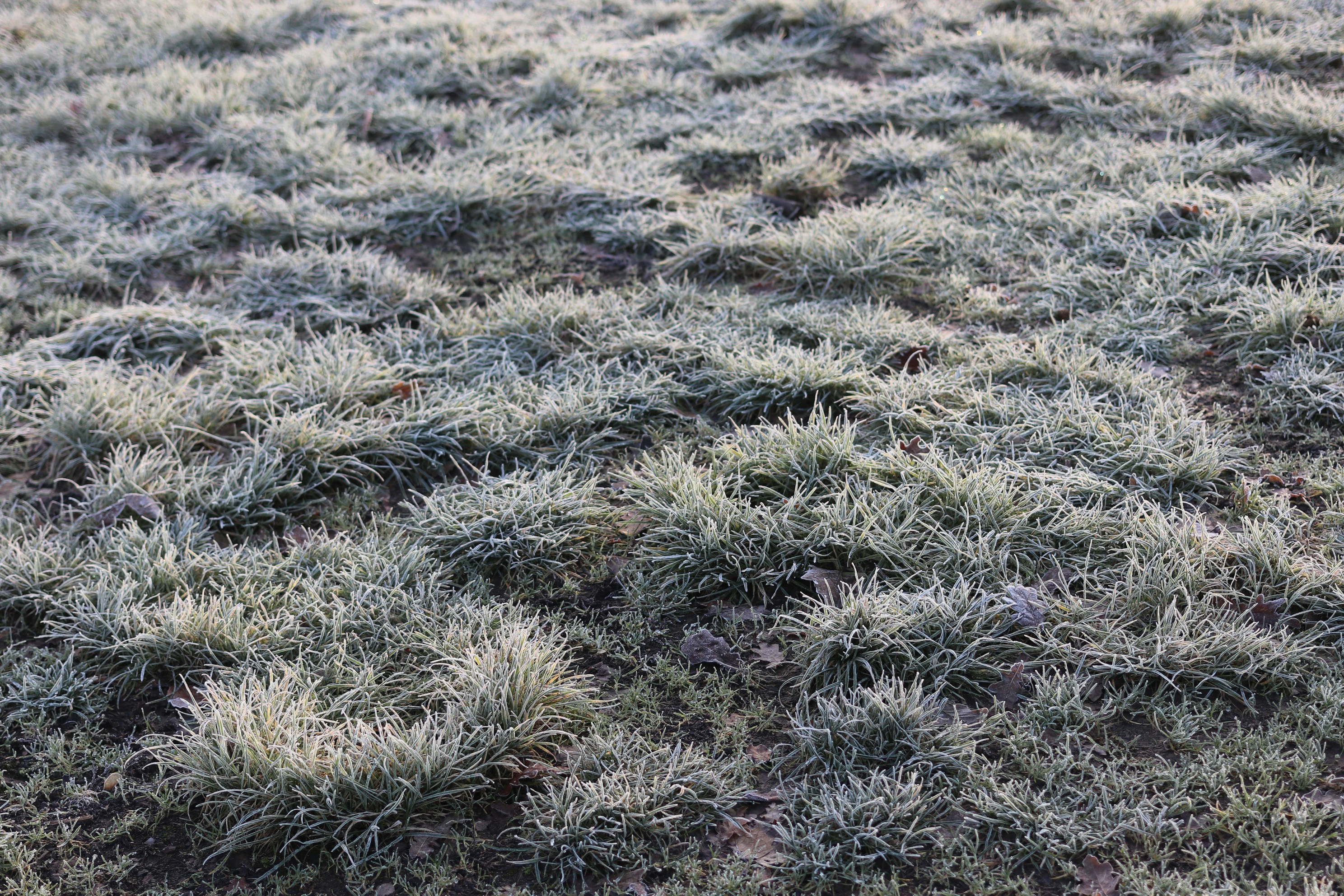 Frostbedecktes Gras auf einem Feld