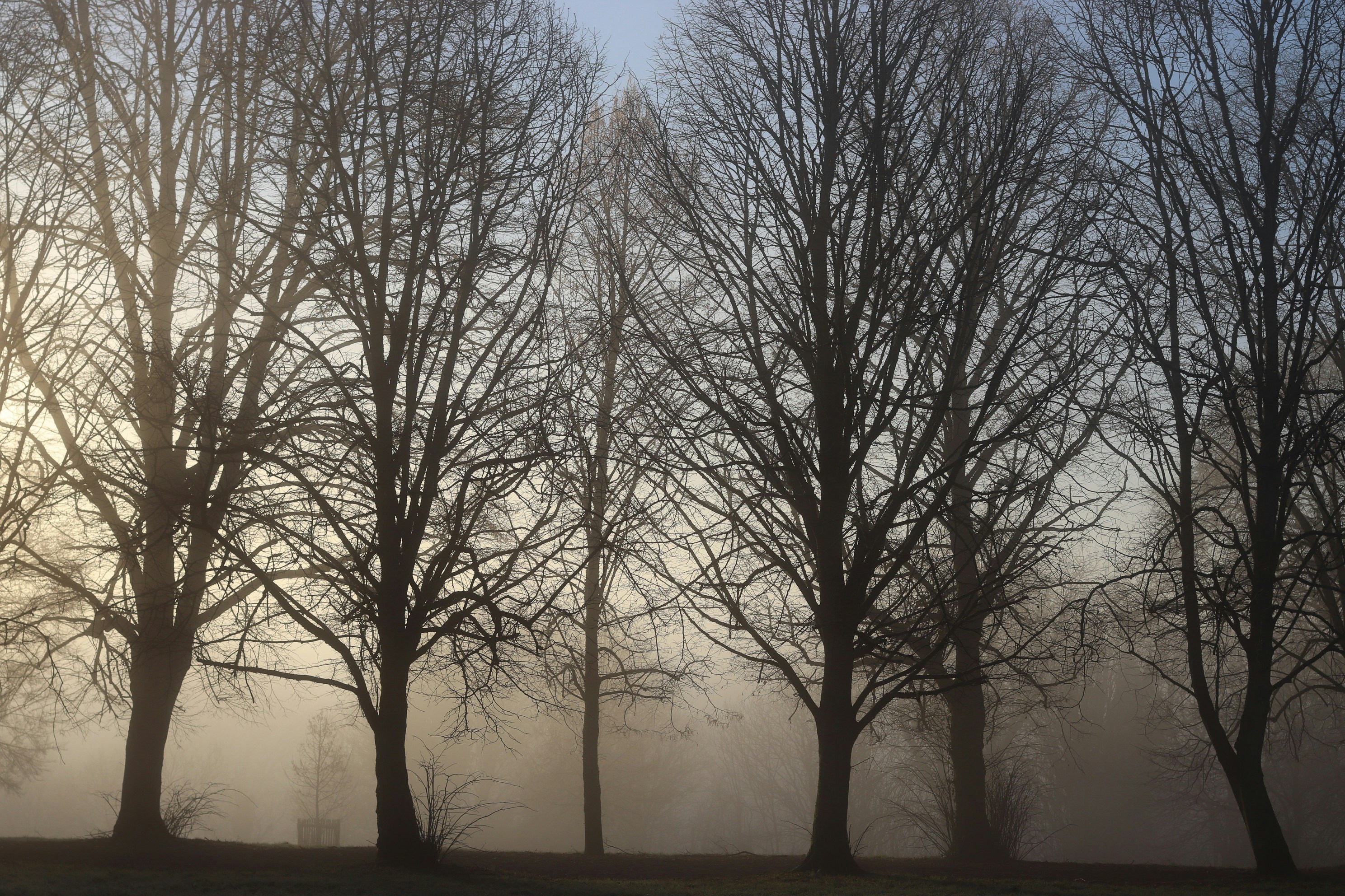Kahle Bäume zeichneten sich gegen einen nebligen Himmel abzeichneten