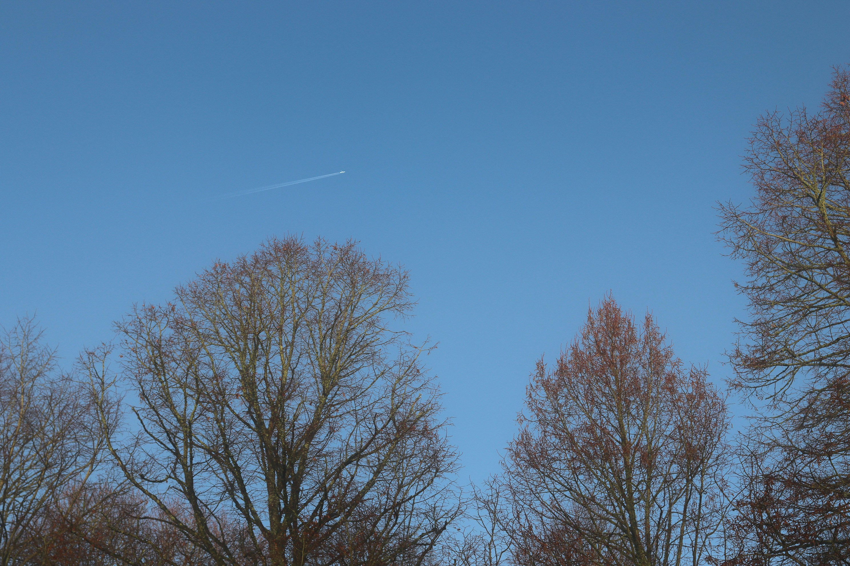 Bare trees against a clear blue sky with airplane contrail